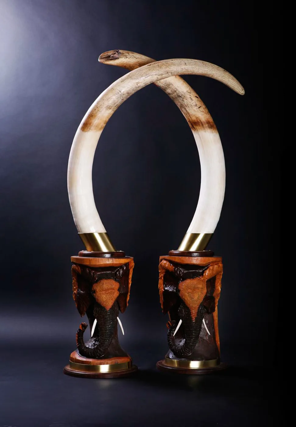Elephant Tusks — Highveld Taxidermists