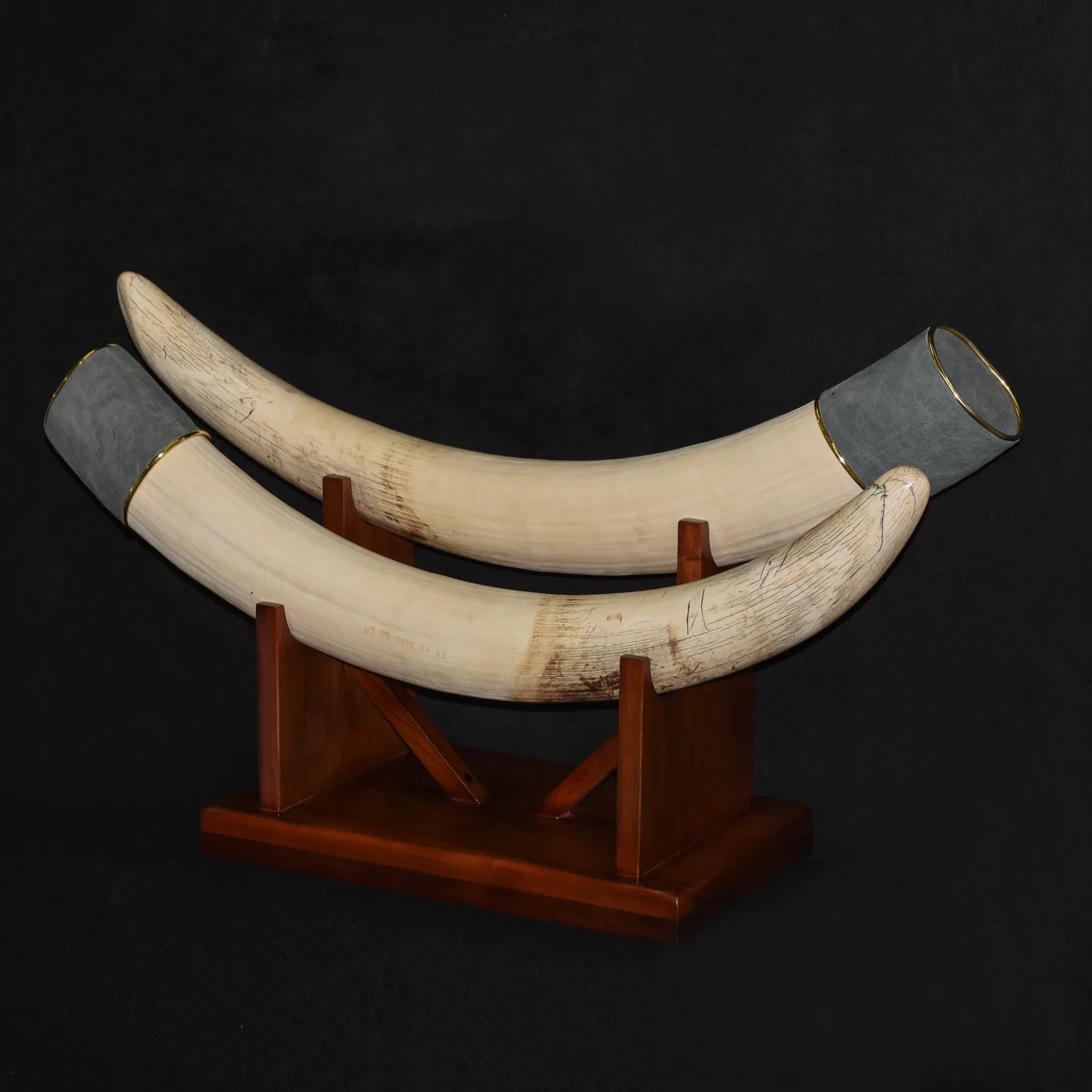 Elephant Tusks Cradle — Highveld Taxidermists