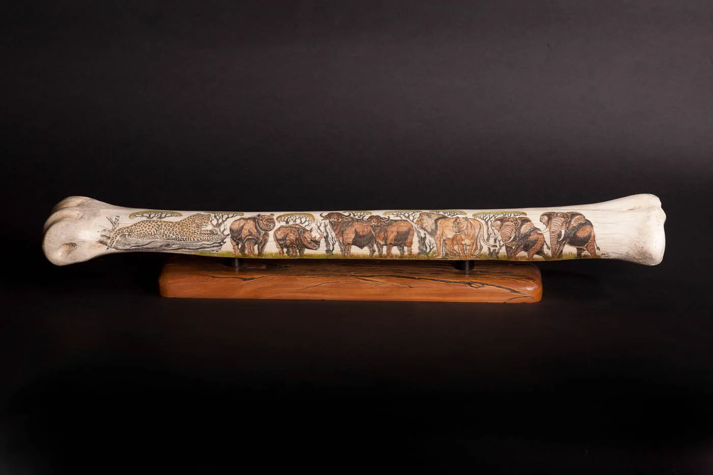 Giraffe bone etched — Highveld Taxidermists