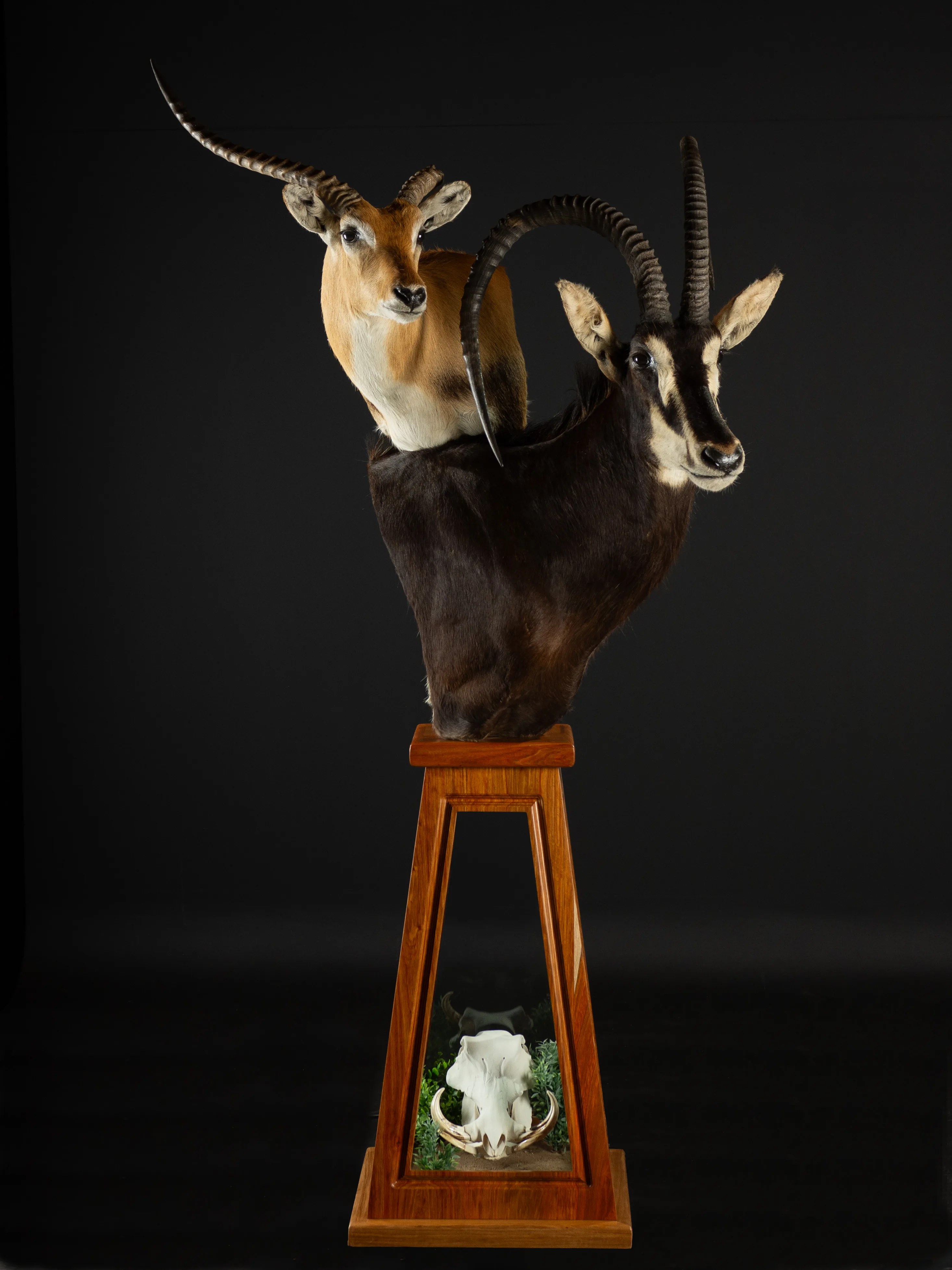 Sable Lechwe Tapered Skull Ped — Highveld Taxidermists