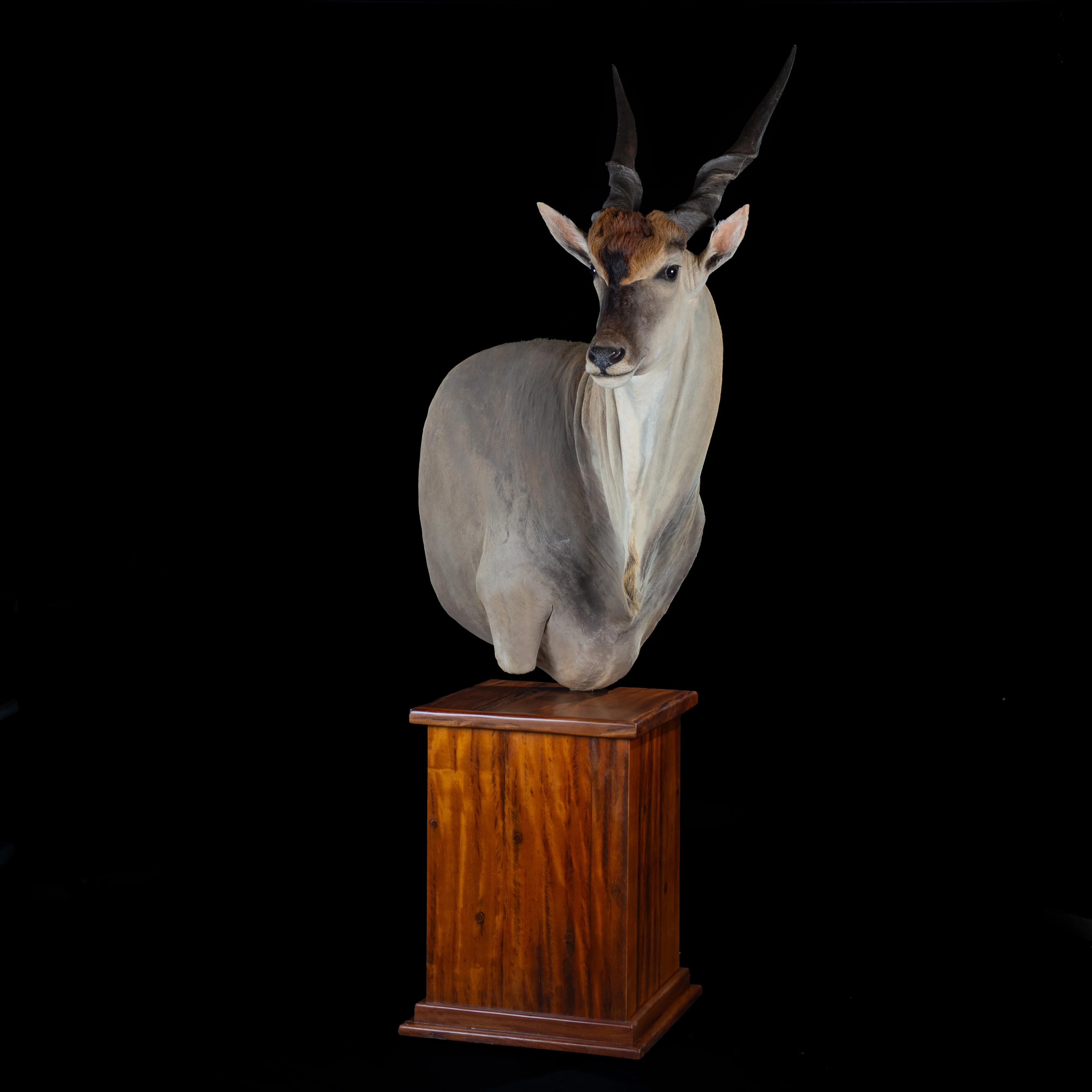 Eland Drop Pedestal Square — Highveld Taxidermists