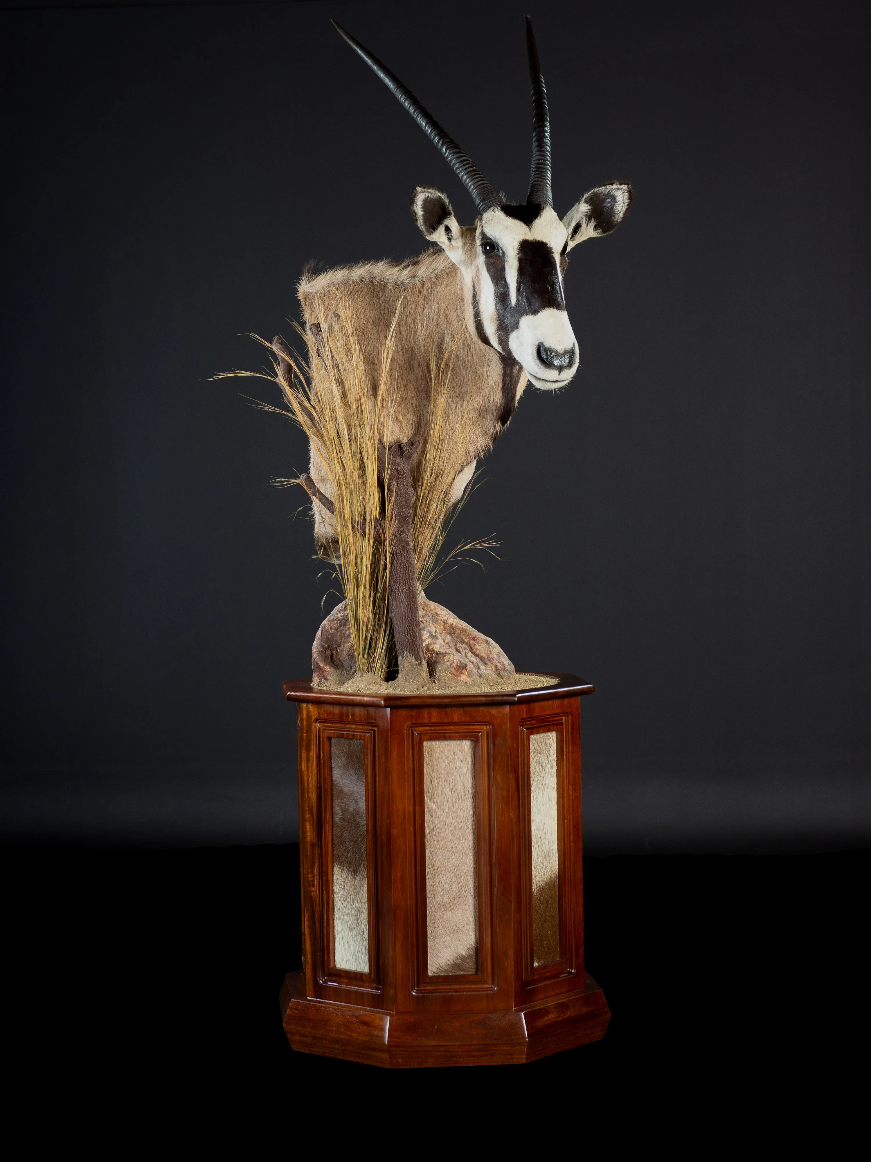 Gemsbok Pedestal Hex Habitat — Highveld Taxidermists