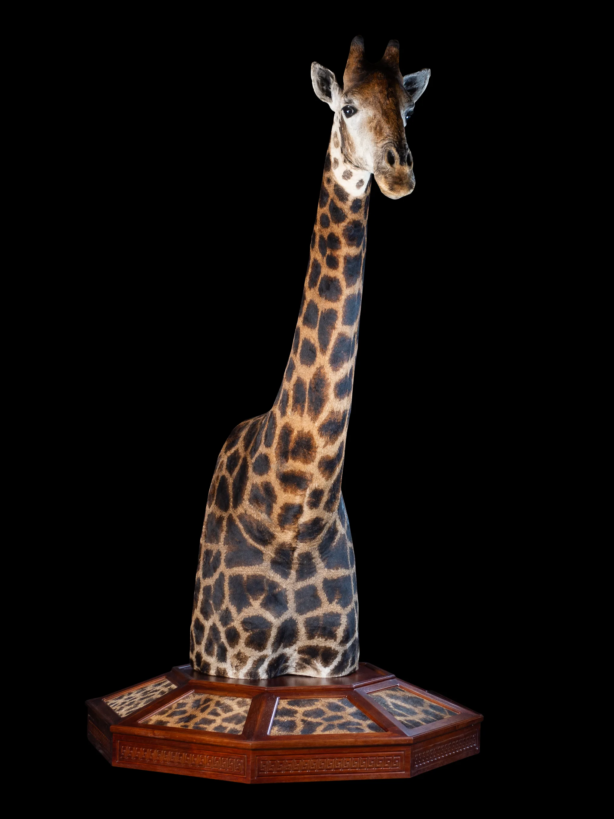 Giraffe Pedestal Carved Inlay — Highveld Taxidermists