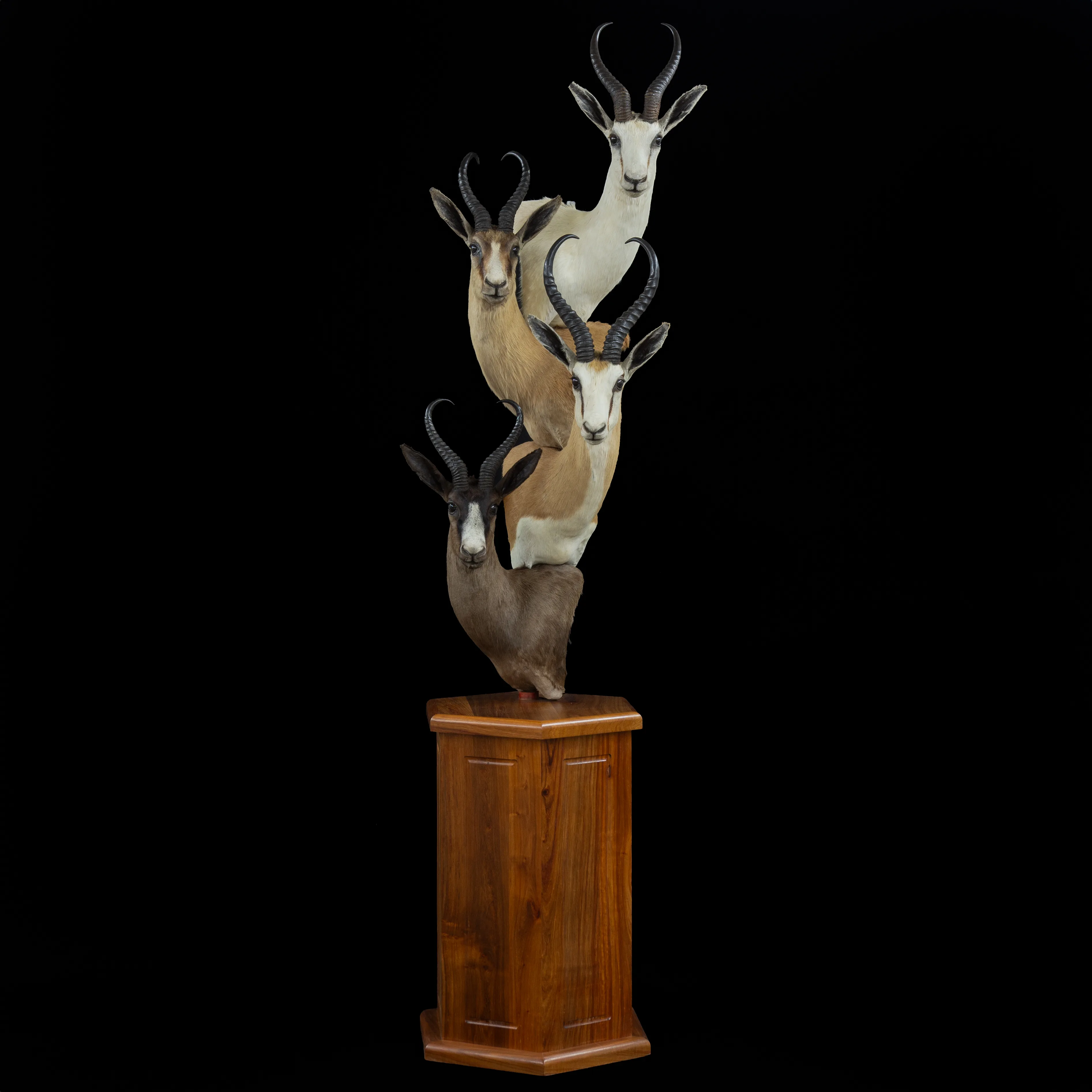 Springbok Slam Stack — Highveld Taxidermists