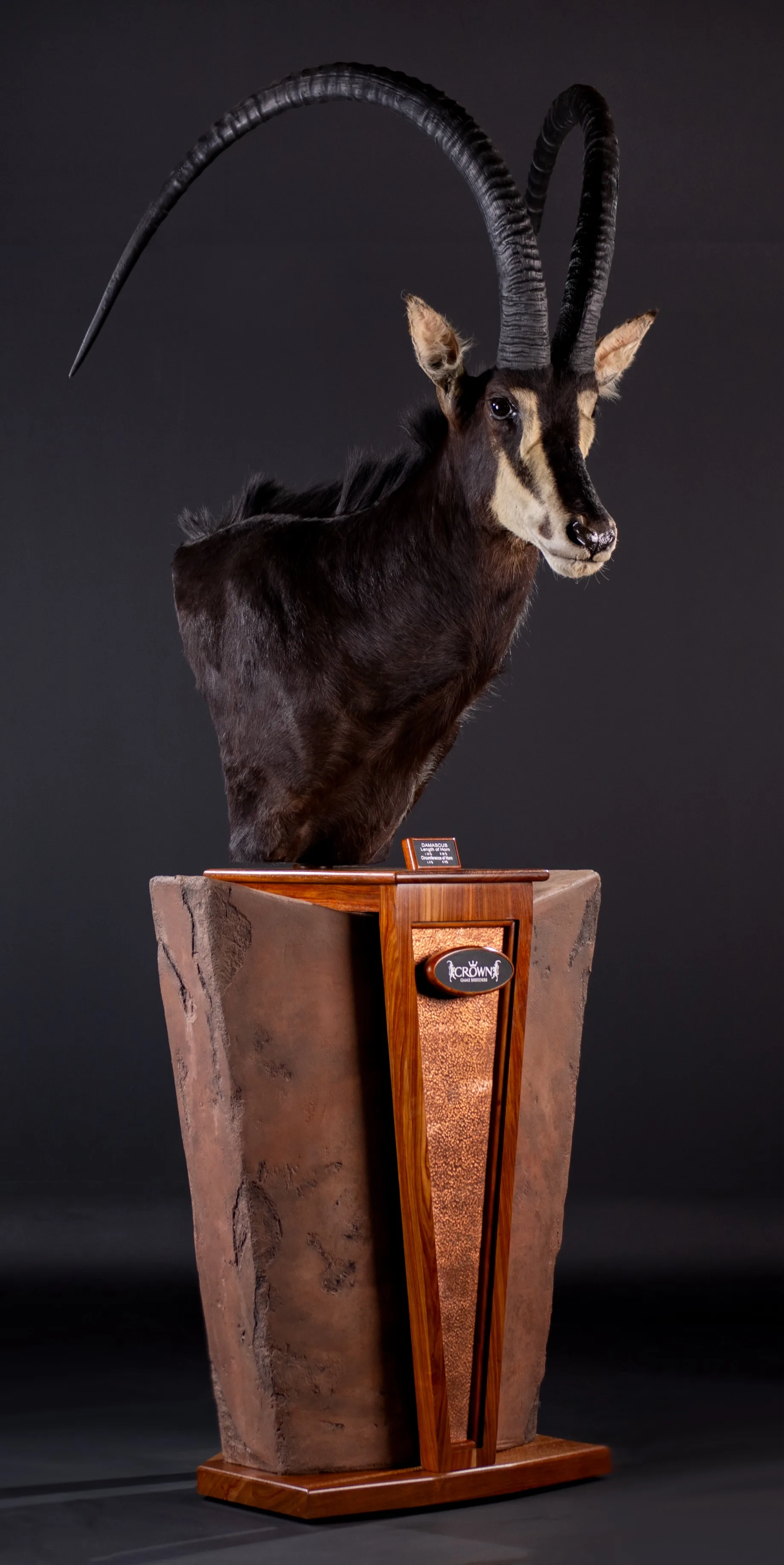 Damascus Sable — Highveld Taxidermists