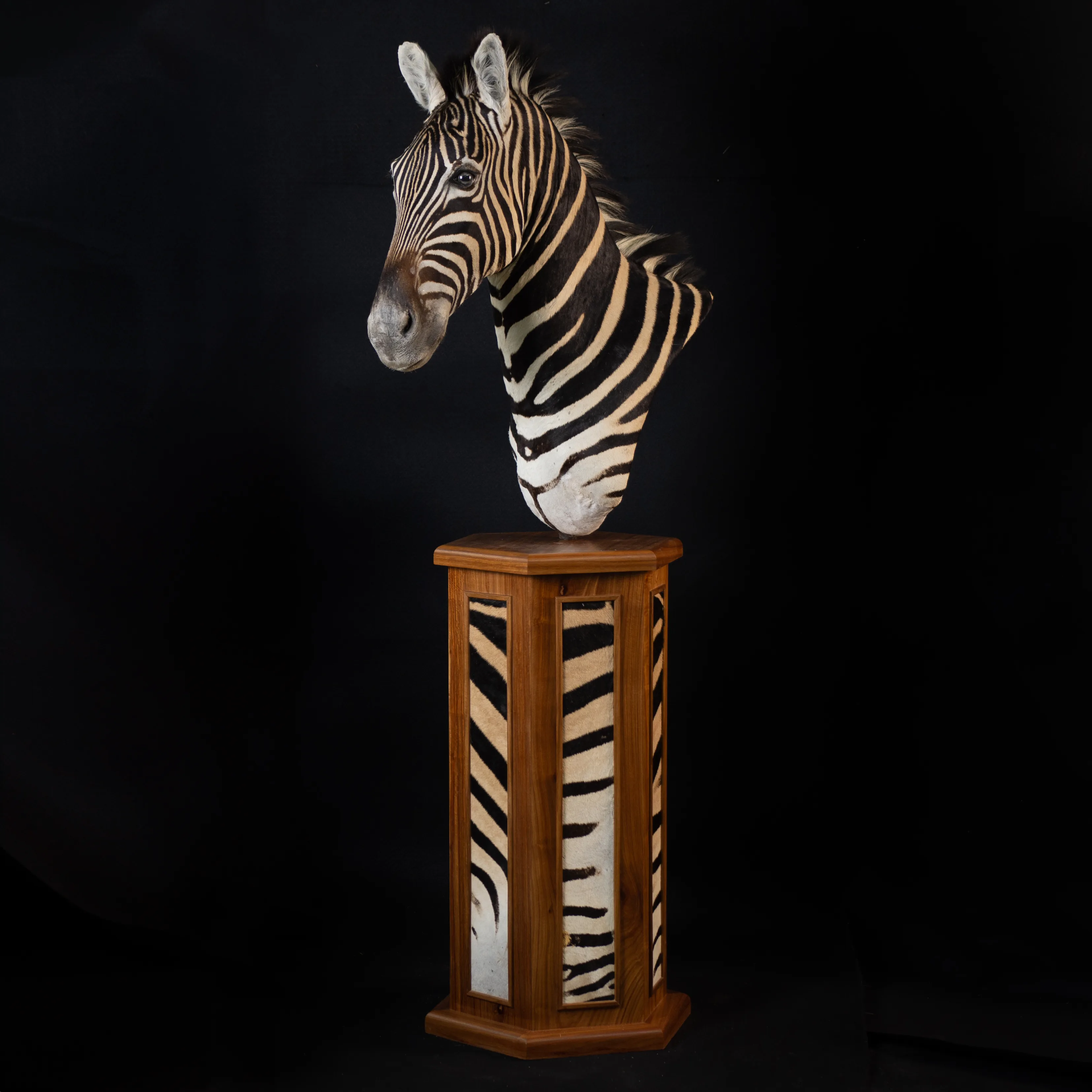 Zebra Pedestal Inlay Upright Full — Highveld Taxidermists