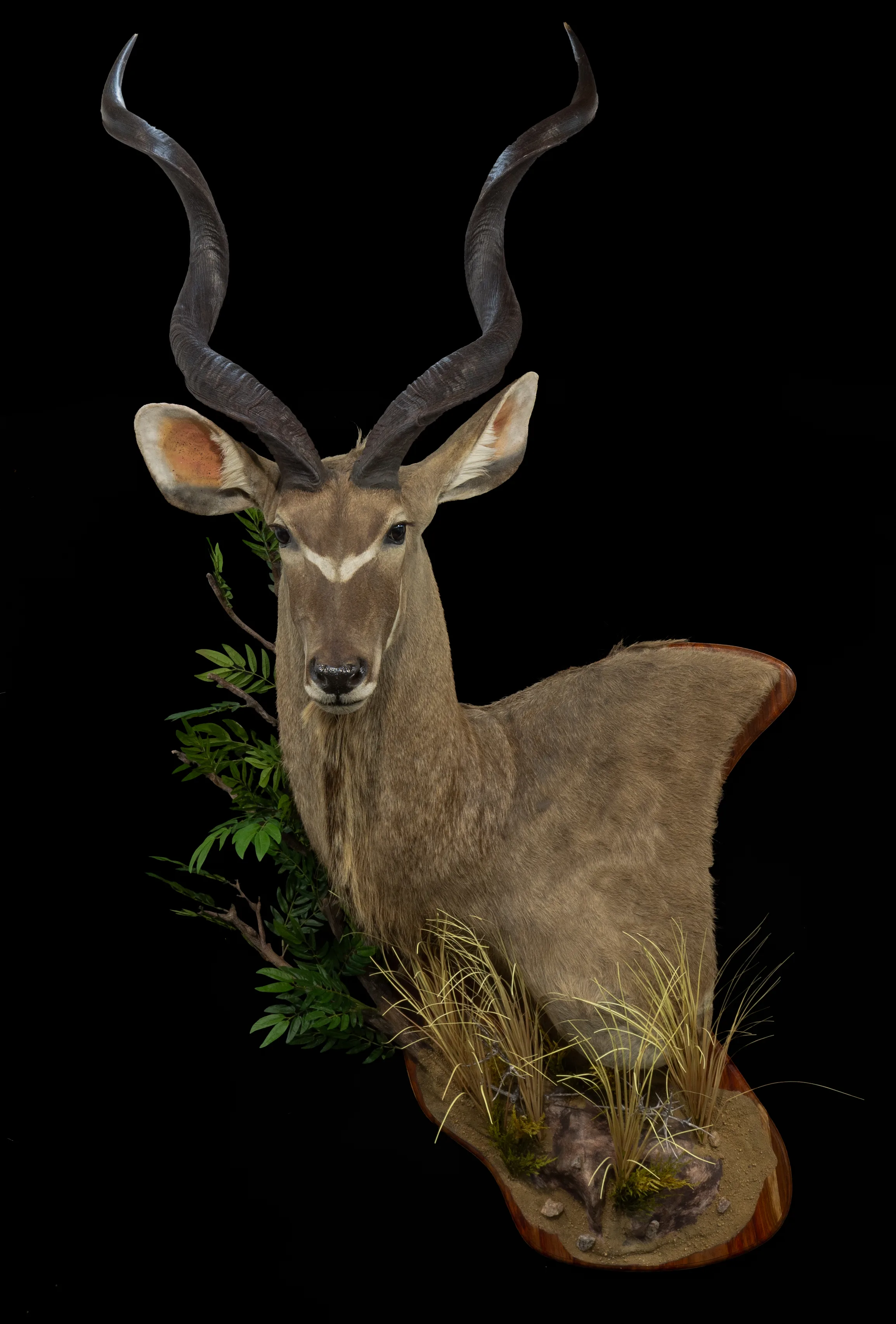 Kudu Wall PD Habitat — Highveld Taxidermists