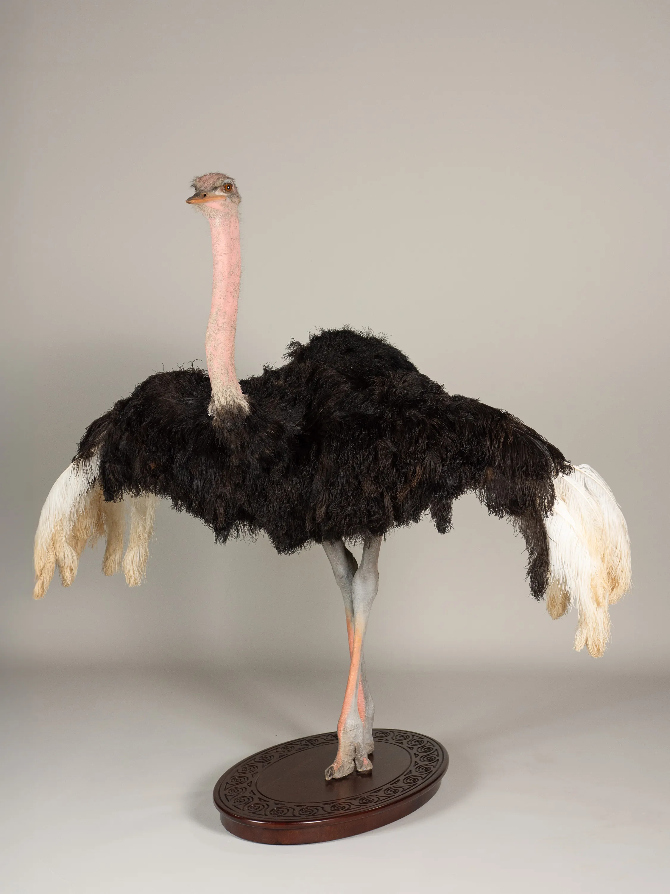 Ostrich Full Wings Out Base — Highveld Taxidermists