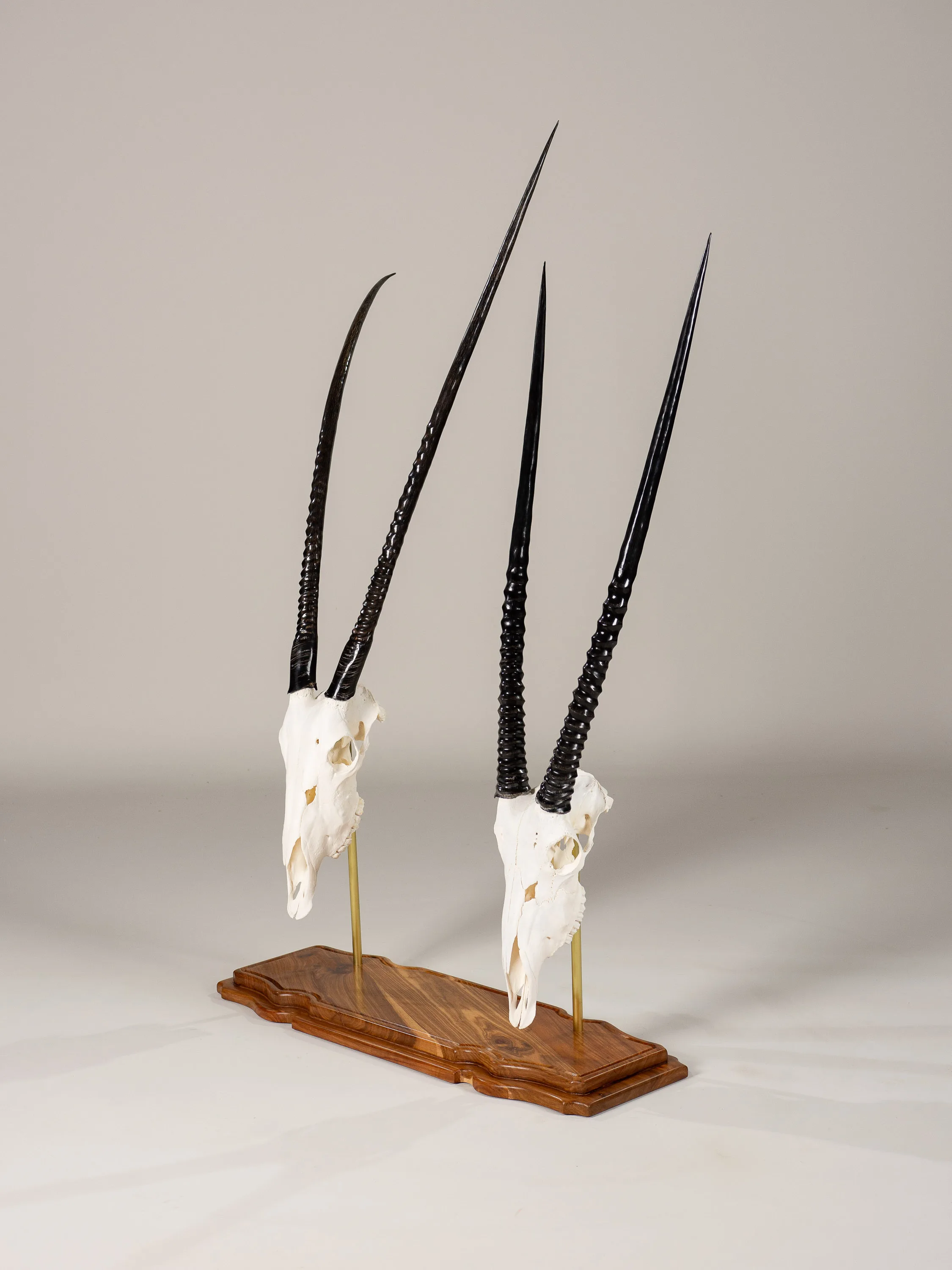 Gemsbok Skulls Pin — Highveld Taxidermists