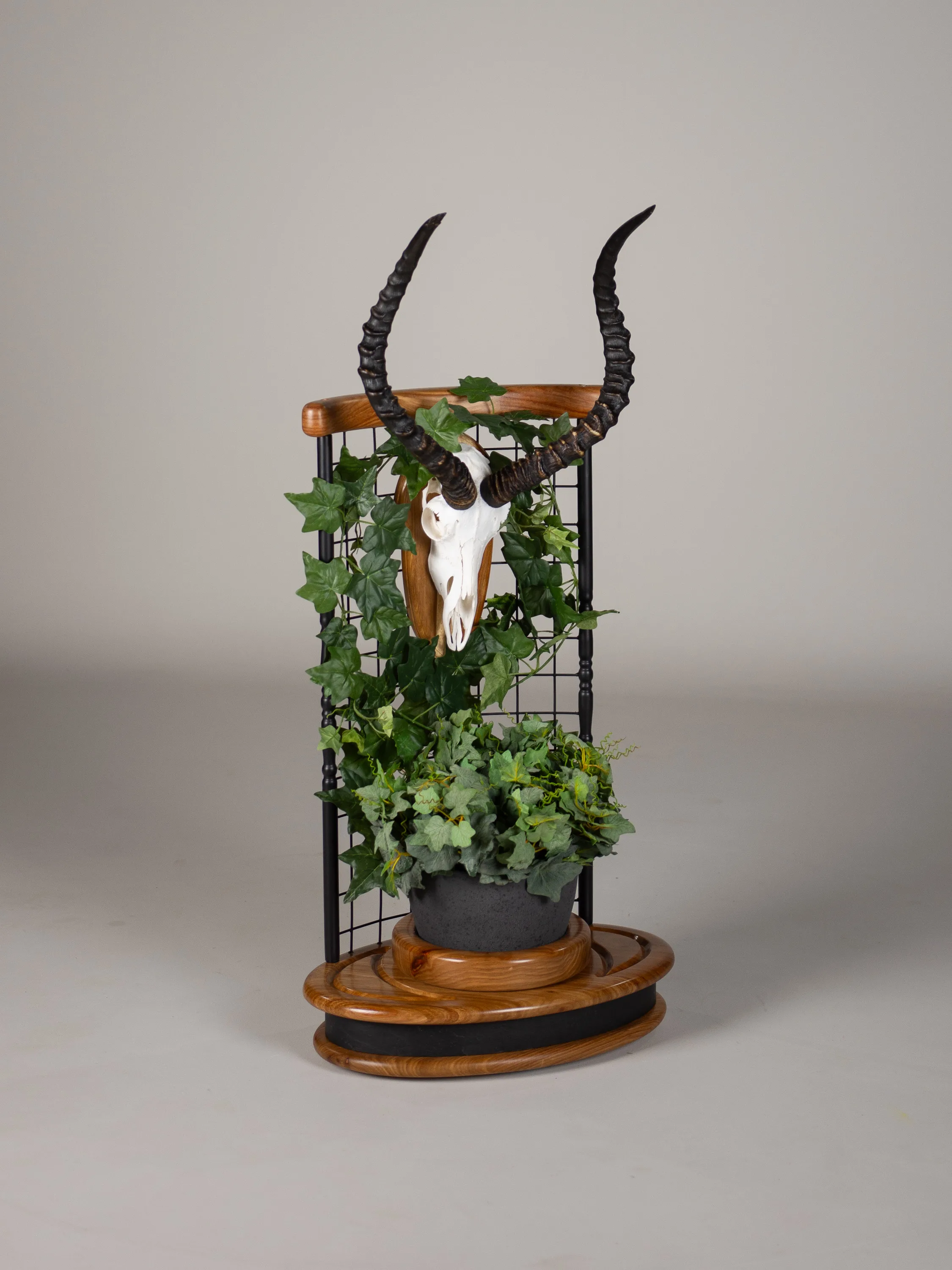 Impala Skull Plant Holder Plant — Highveld Taxidermists