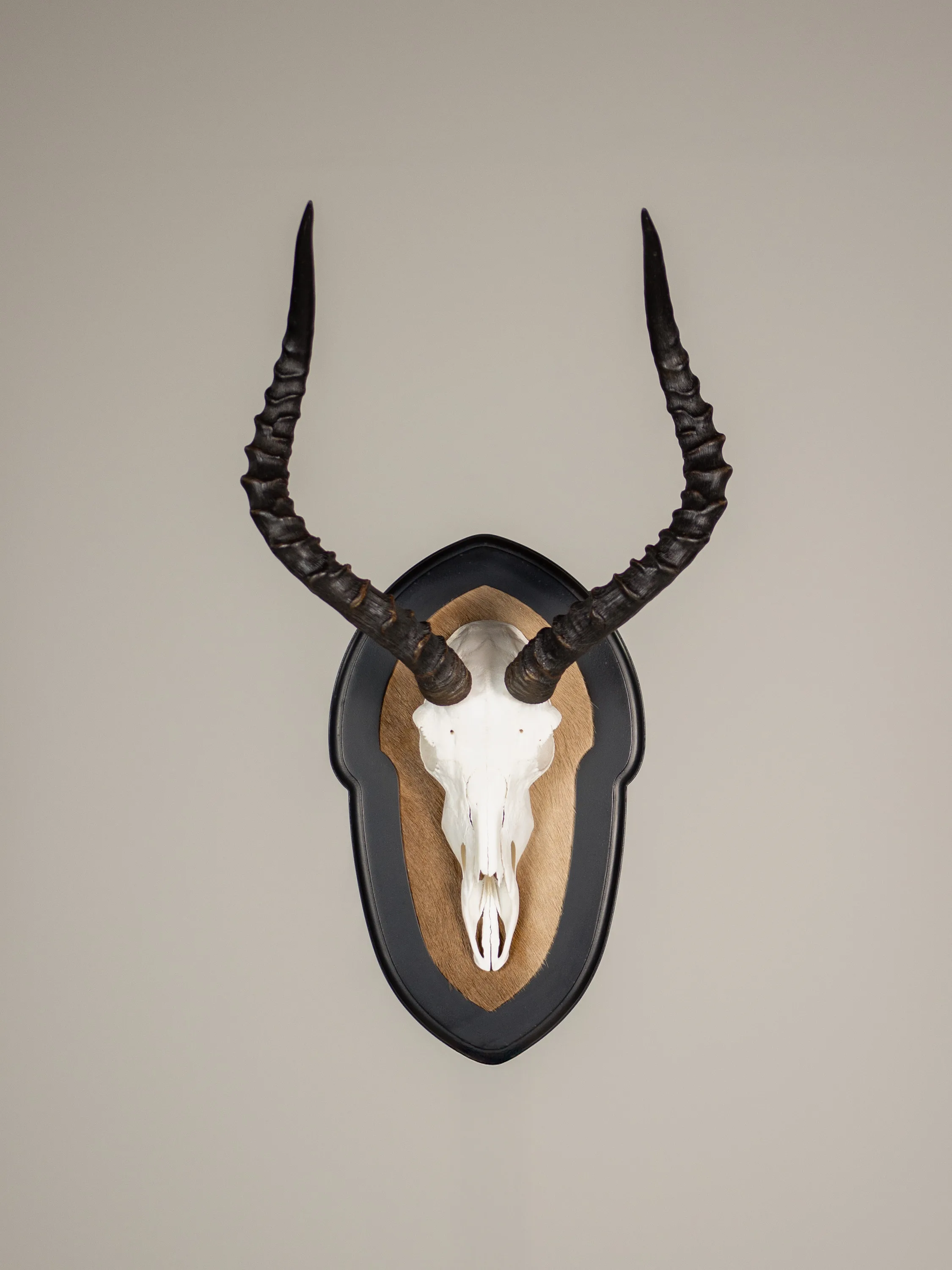 Impala Skull Hide Black Shield — Highveld Taxidermists