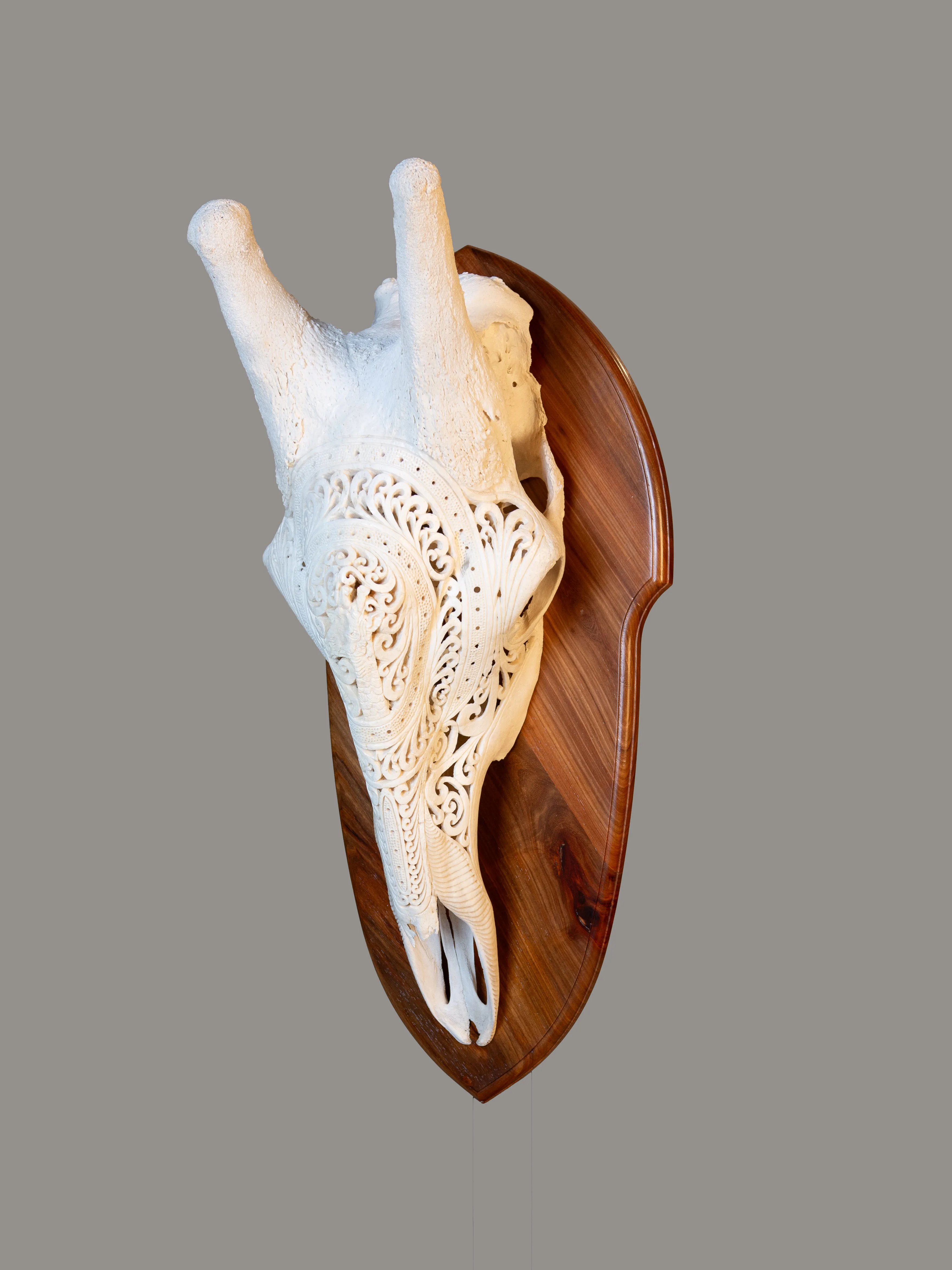Giraffe Skull Carved Kiaat — Highveld Taxidermists