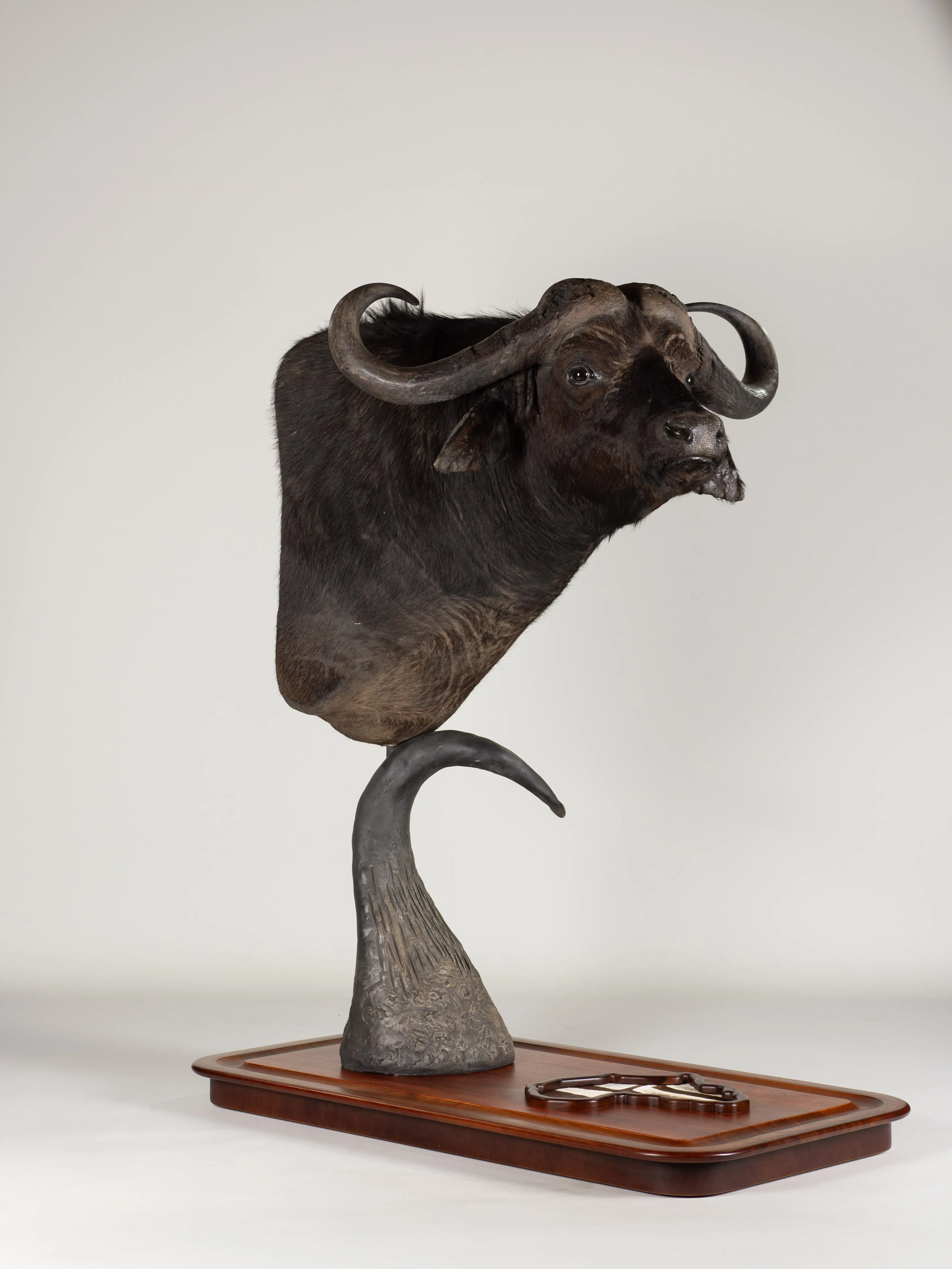 Buffalo Pedestal Horn Africa — Highveld Taxidermists