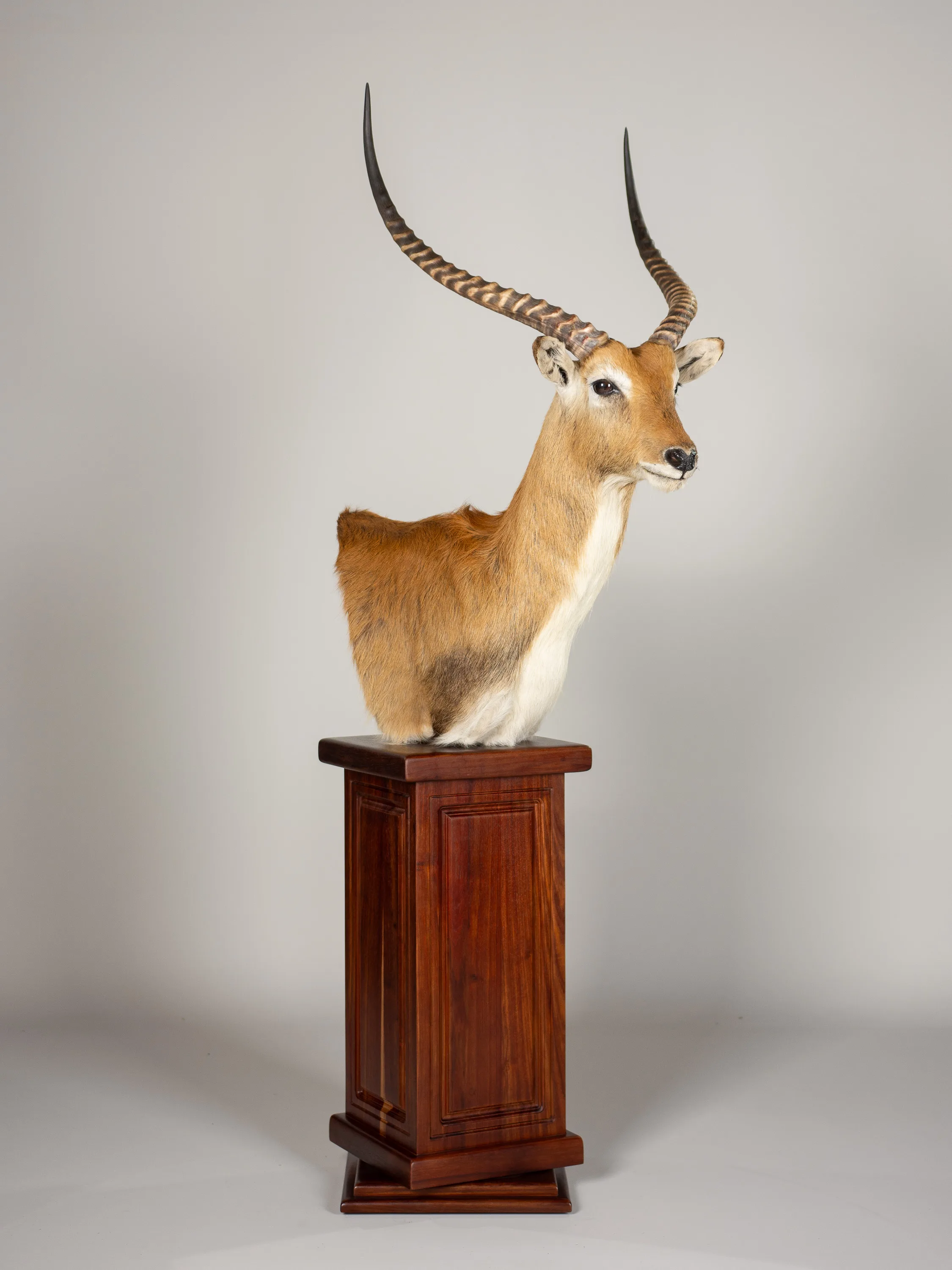 Lechwe Pedestal Square — Highveld Taxidermists
