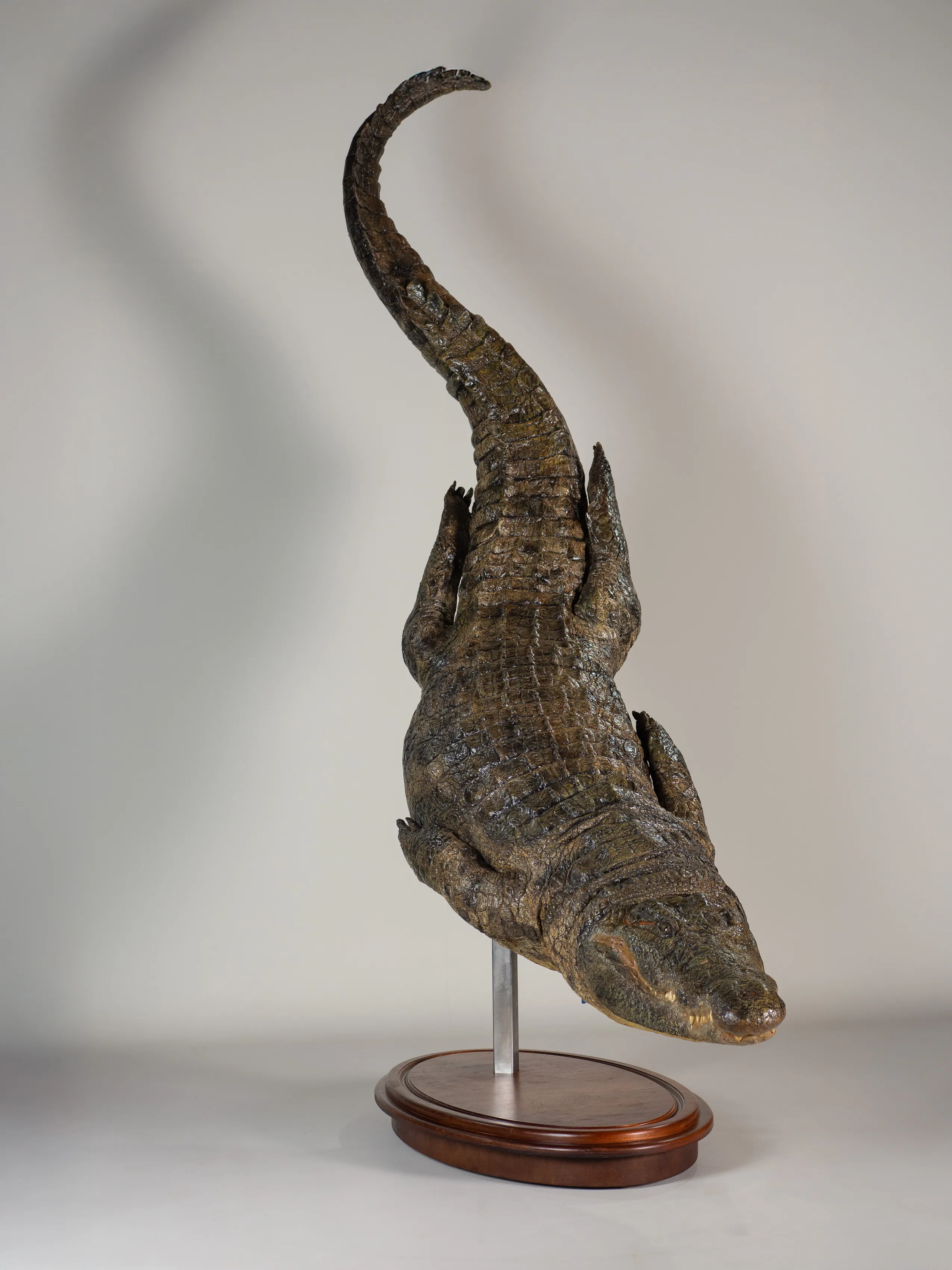 Crocodile Descending Oval — Highveld Taxidermists