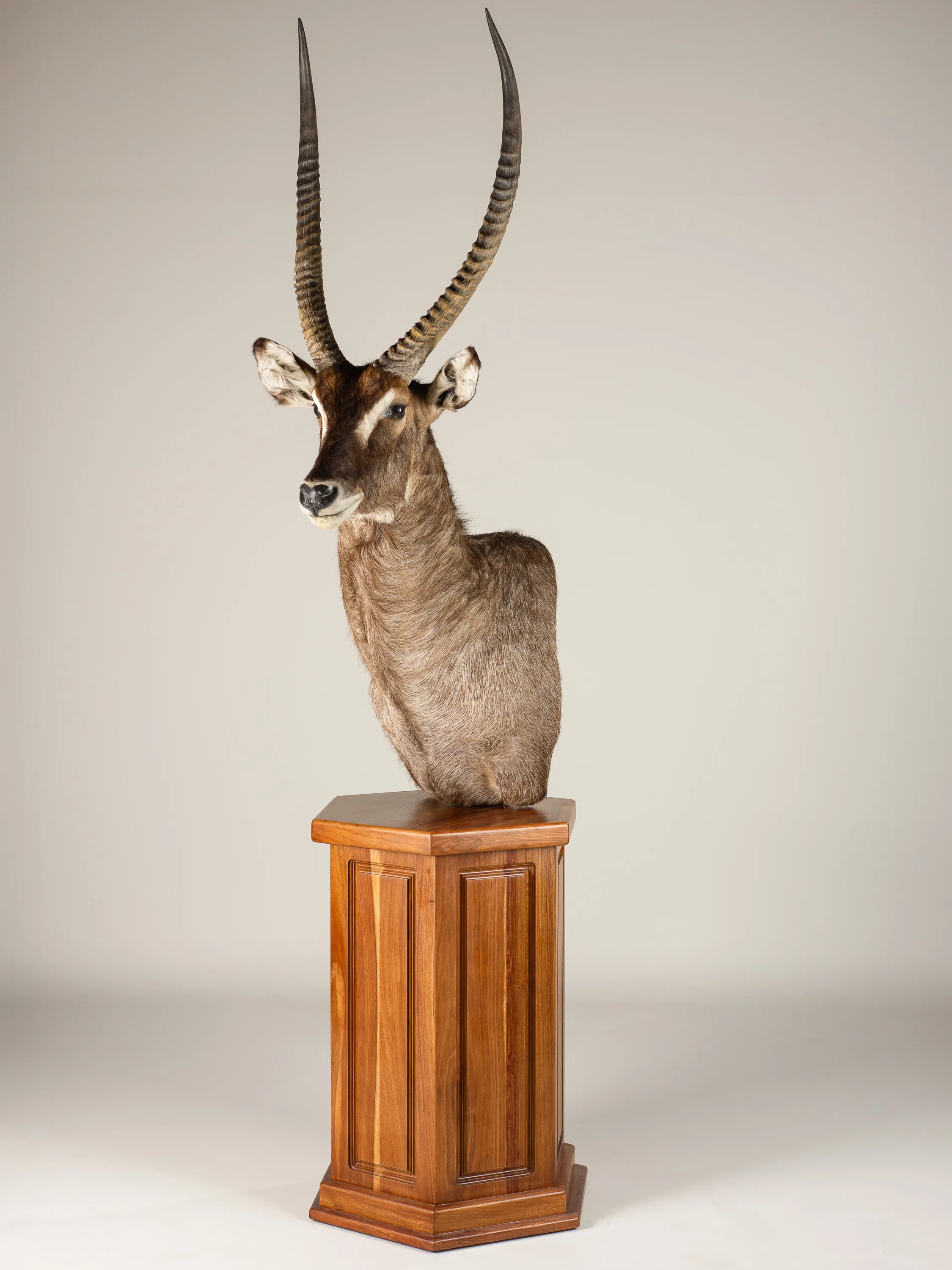 Waterbuck Pedestal Upright Hexagonal — Highveld Taxidermists