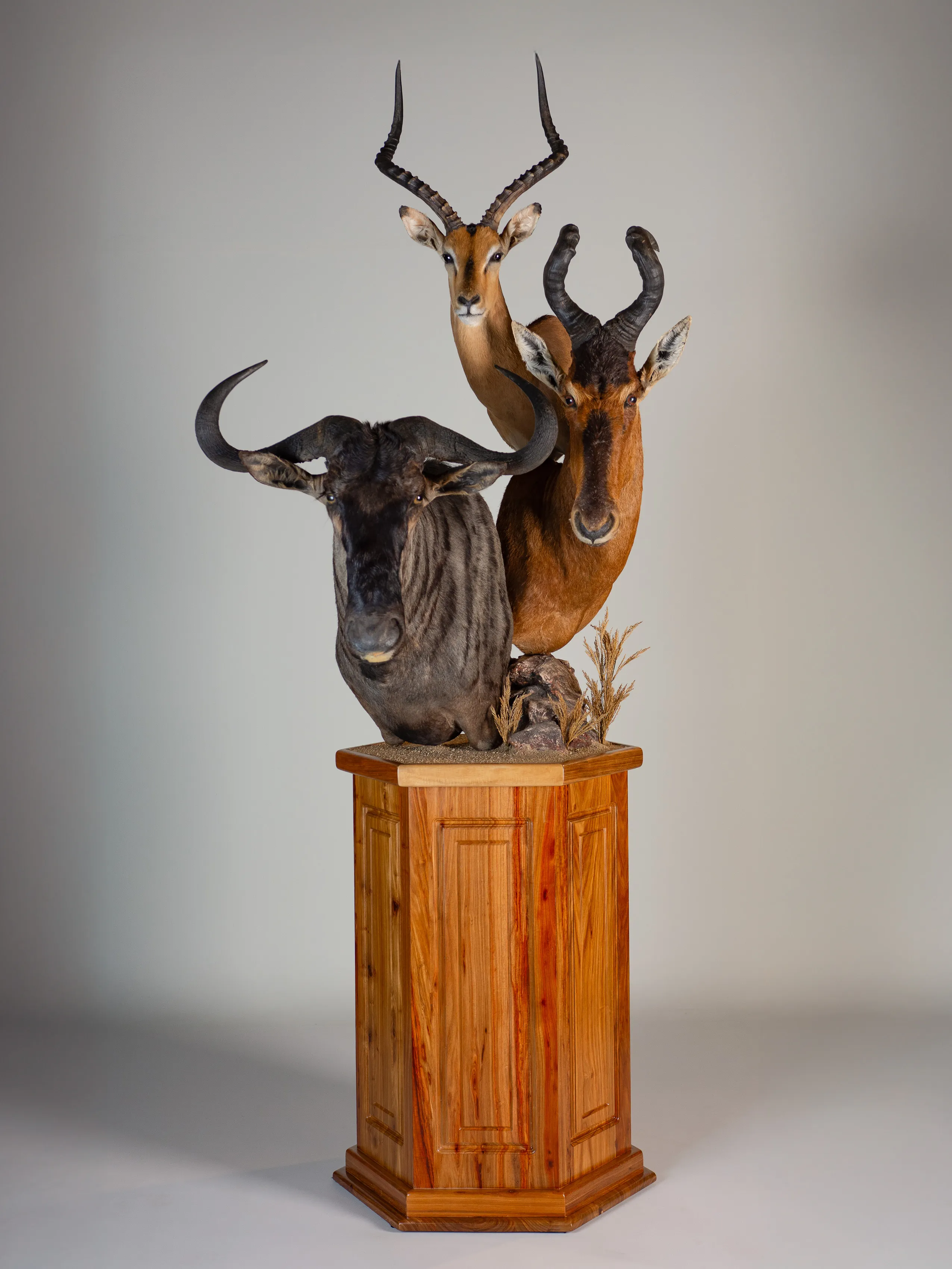Wildebeest Impala Hartebeest Combo Pedestal — Highveld Taxidermists