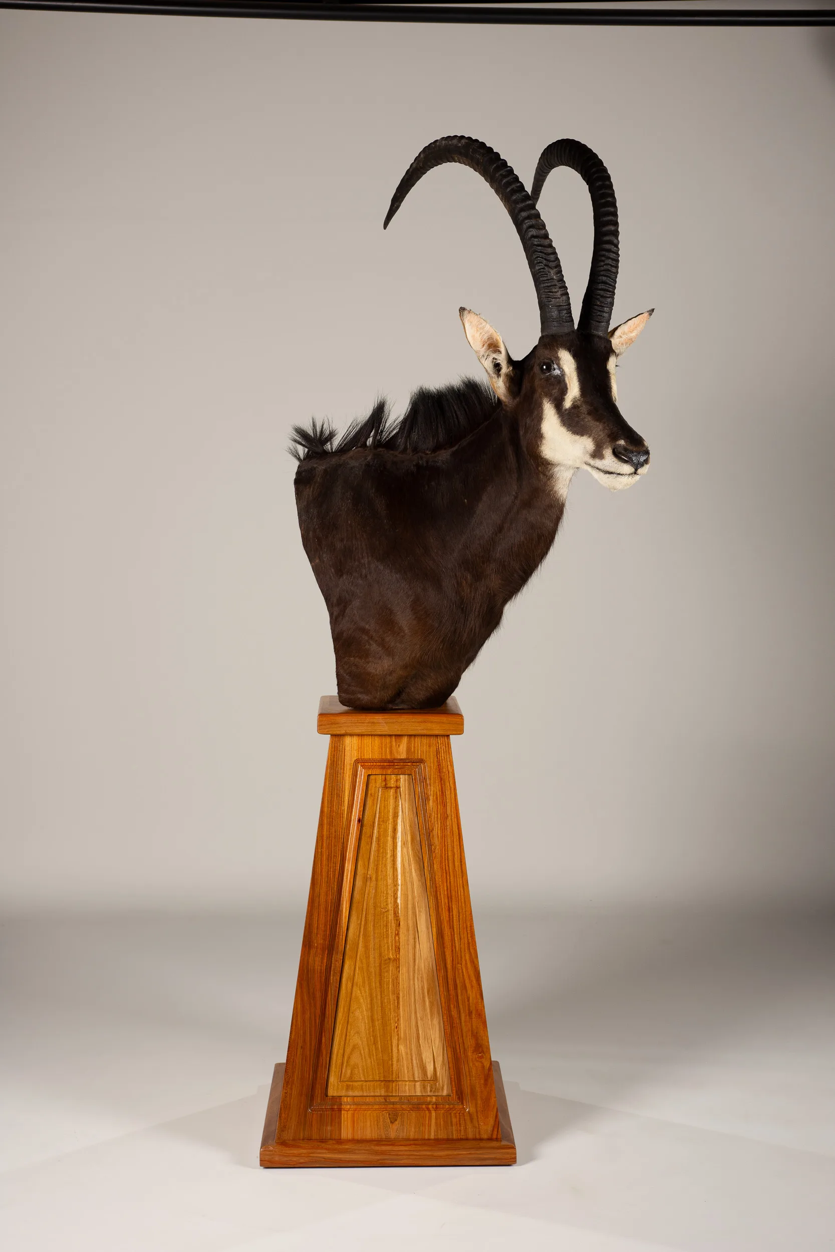 Sable Pedestal Tapered Kiaat — Highveld Taxidermists