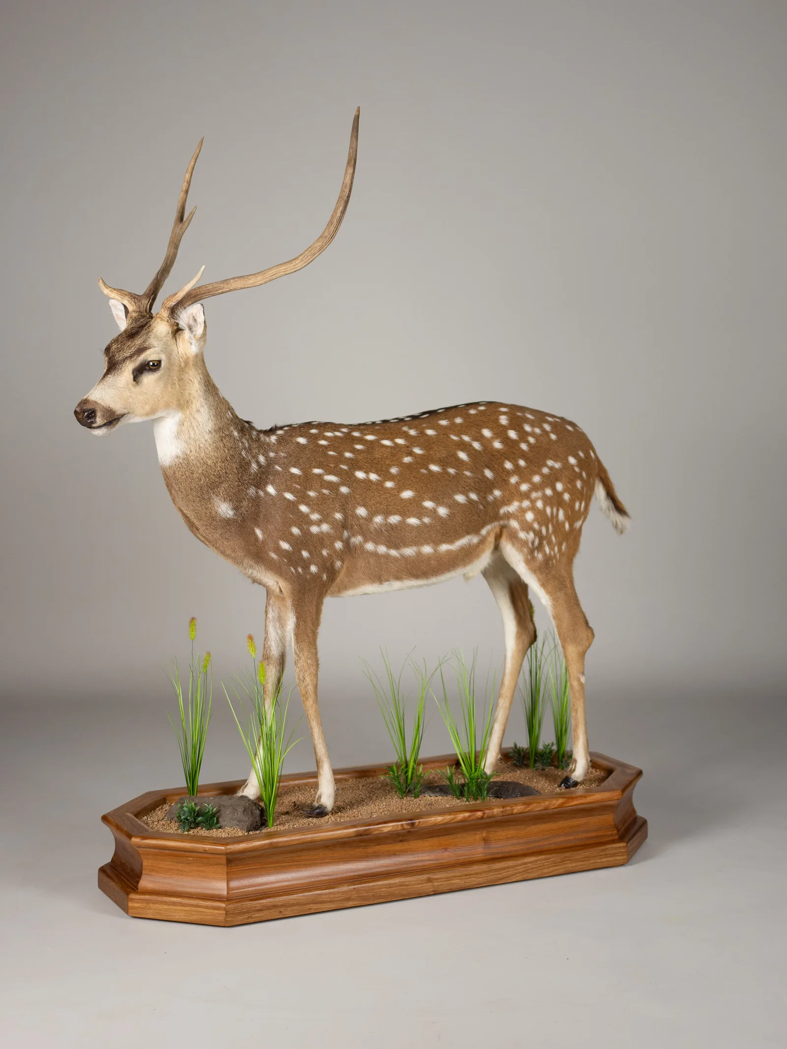 Axis Deer Full Mount — Highveld Taxidermists