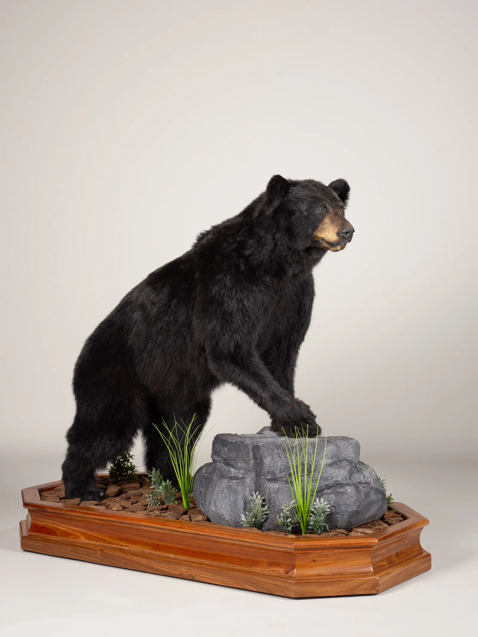 Black Bear — Highveld Taxidermists