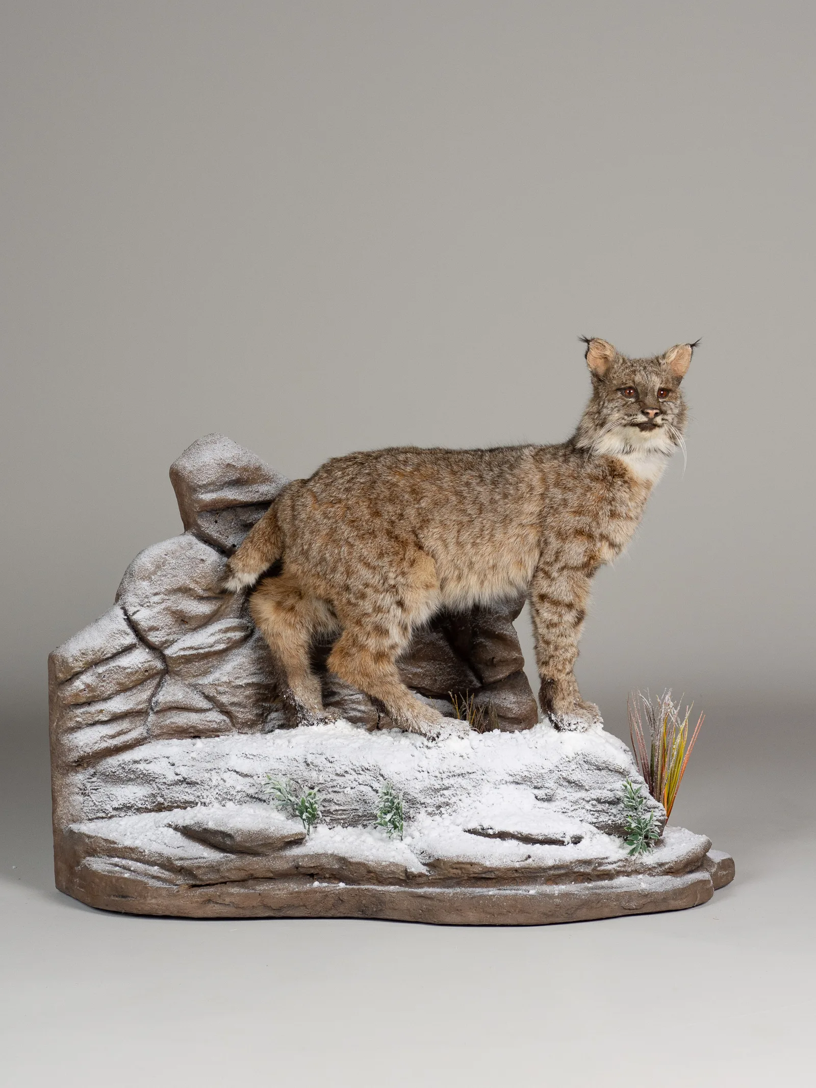 Bobcat in Snow — Highveld Taxidermists