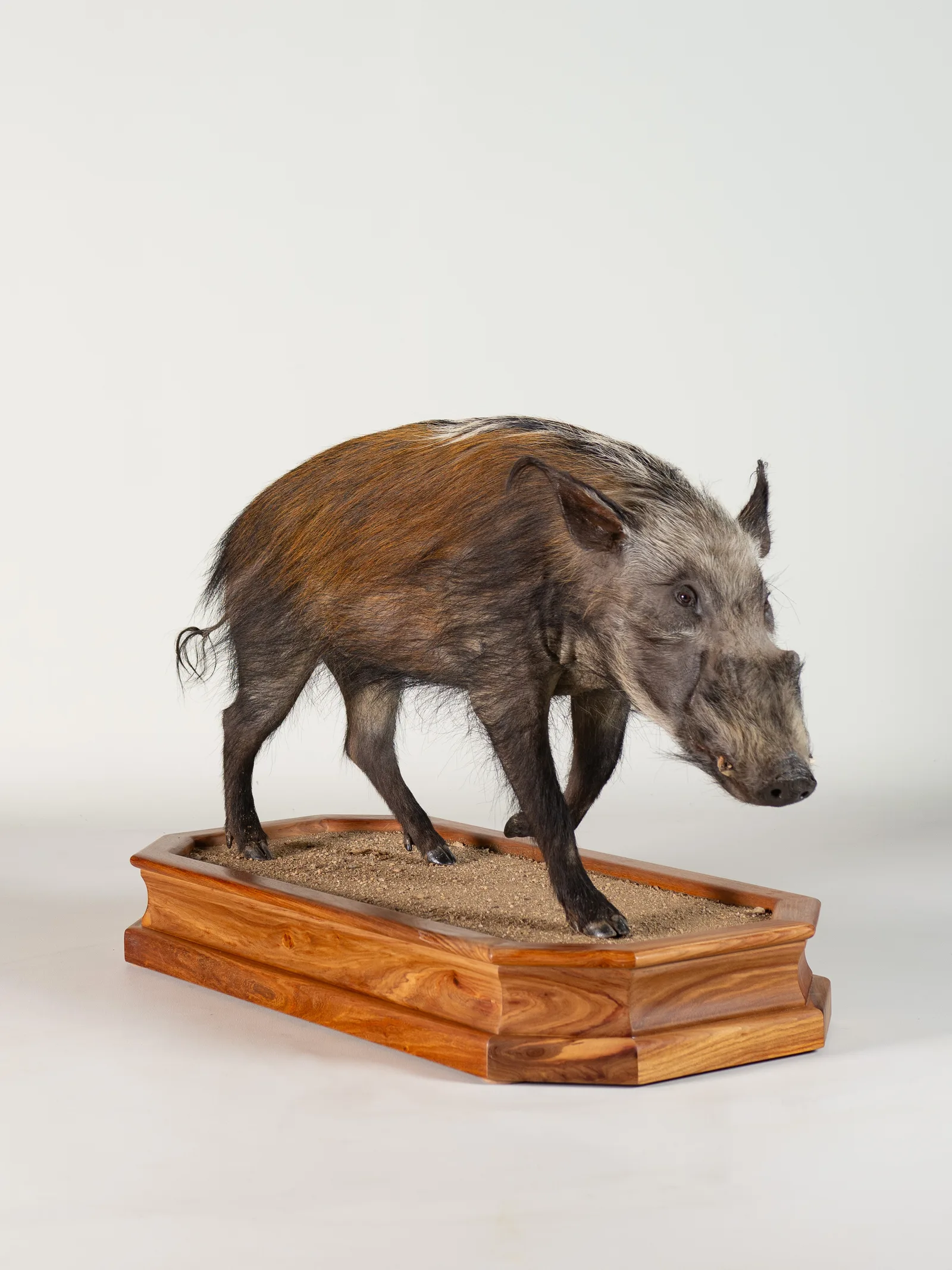 Bushpig Full Mount — Highveld Taxidermists