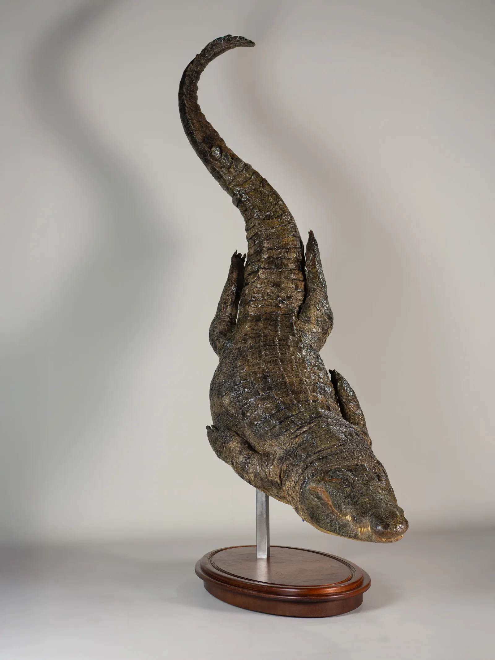 Crocodile — Highveld Taxidermists