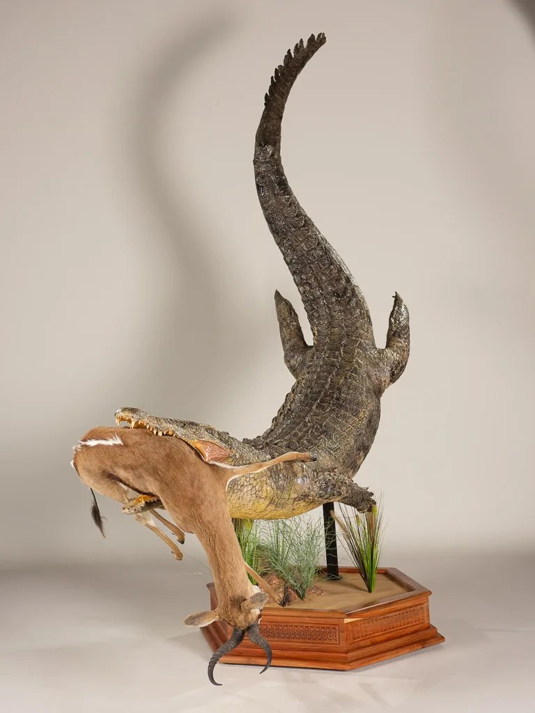 Crocodile and Springbok — Highveld Taxidermists