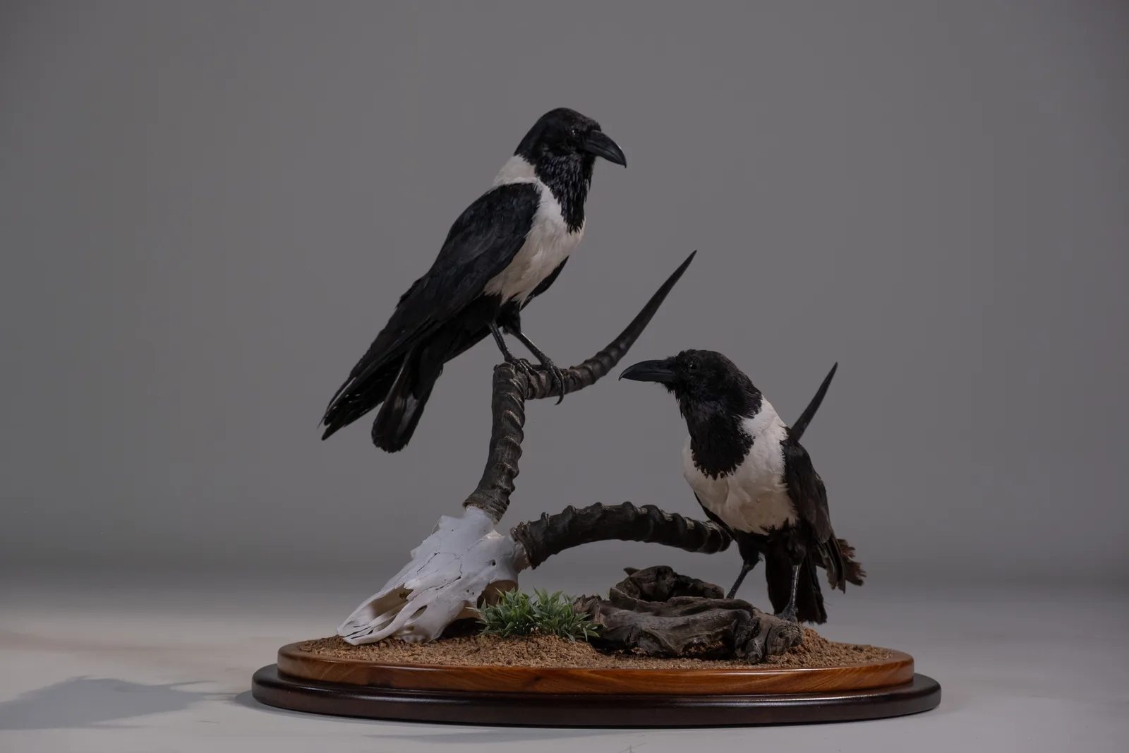 Impala with Crow — Highveld Taxidermists