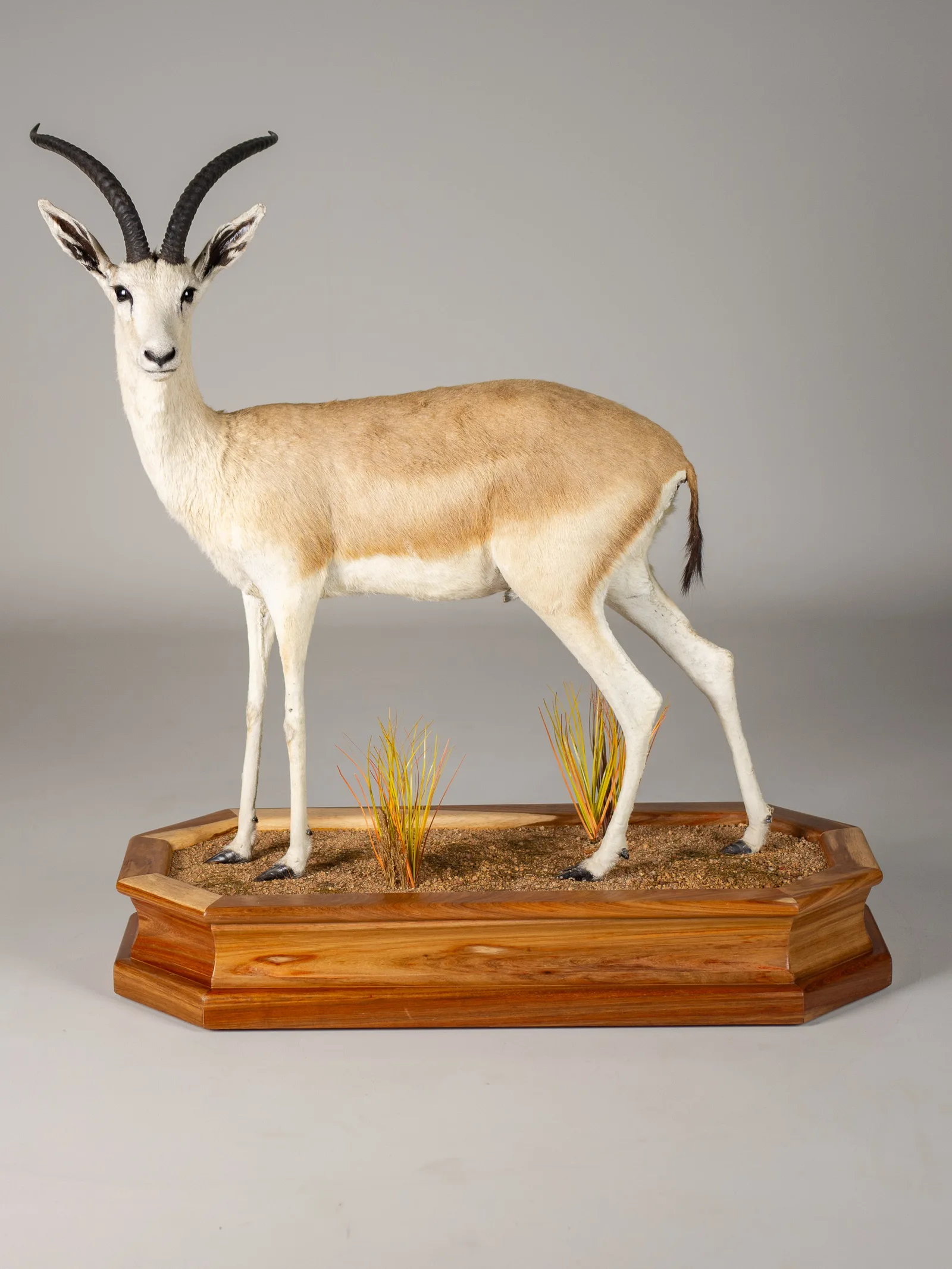 Gazelle Full Mount — Highveld Taxidermists