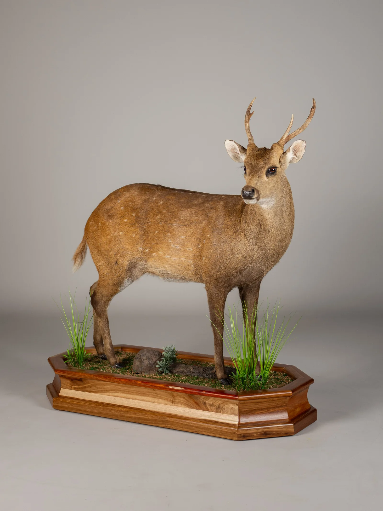 Hog Deer Full Mount — Highveld Taxidermists