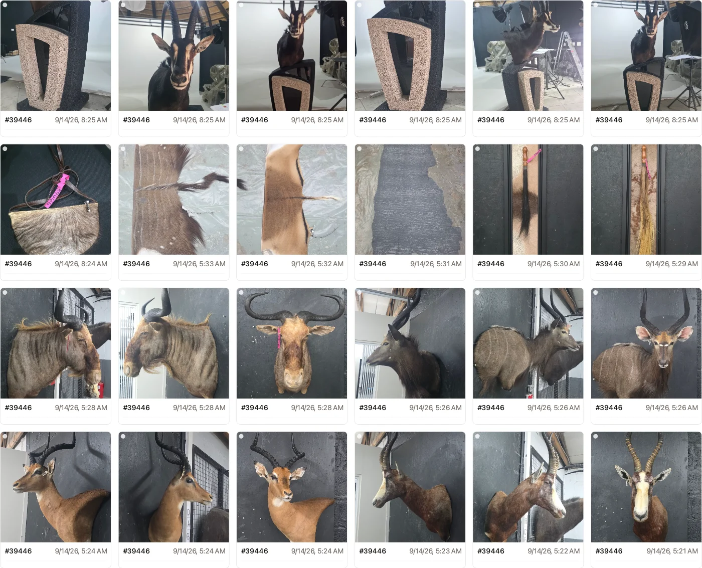 One client’s job in the Highveld photo portal: a gallery of trophy photographs in date order under a single job number, with names removed