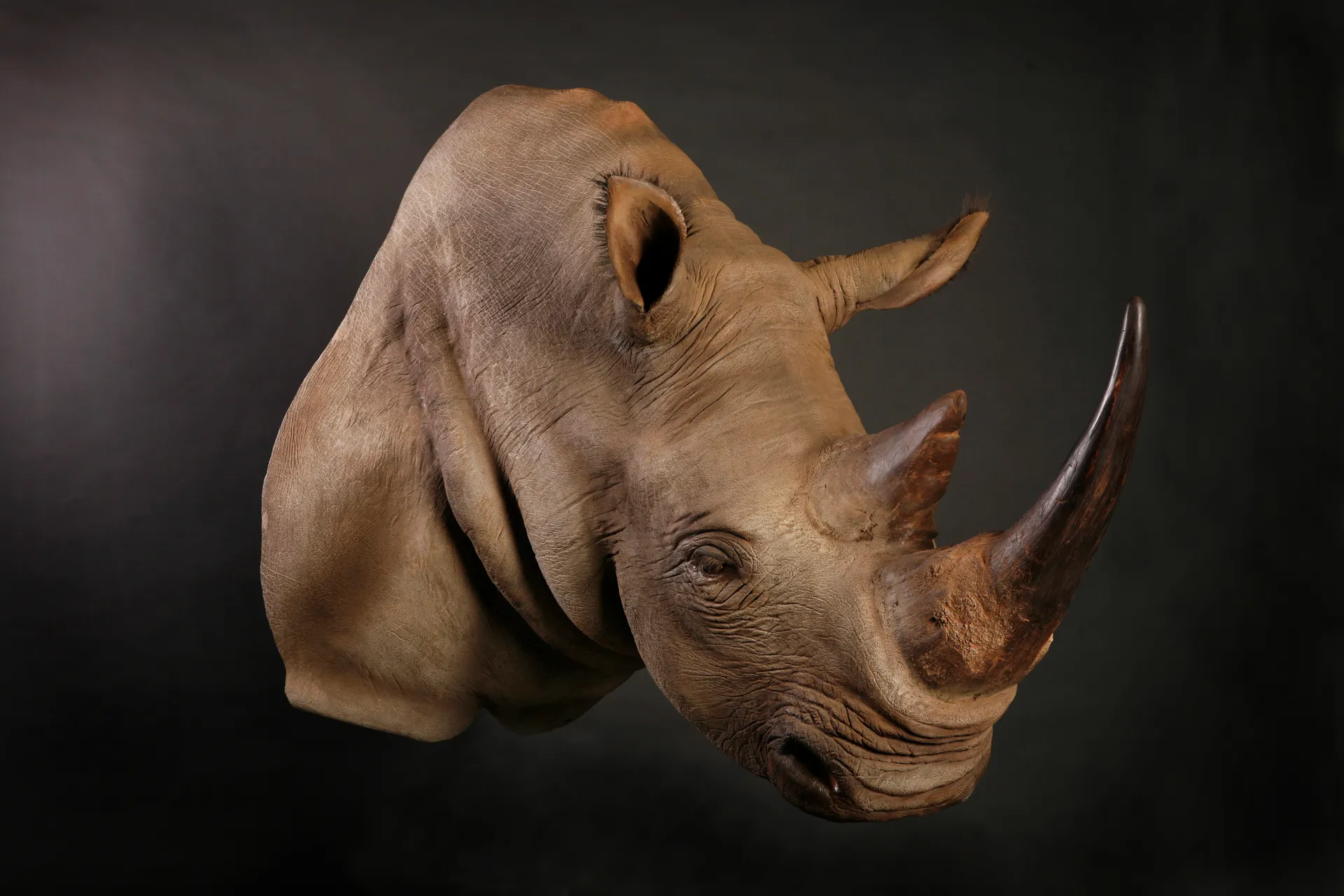 White Rhino Shoulder Mount — Highveld Taxidermists