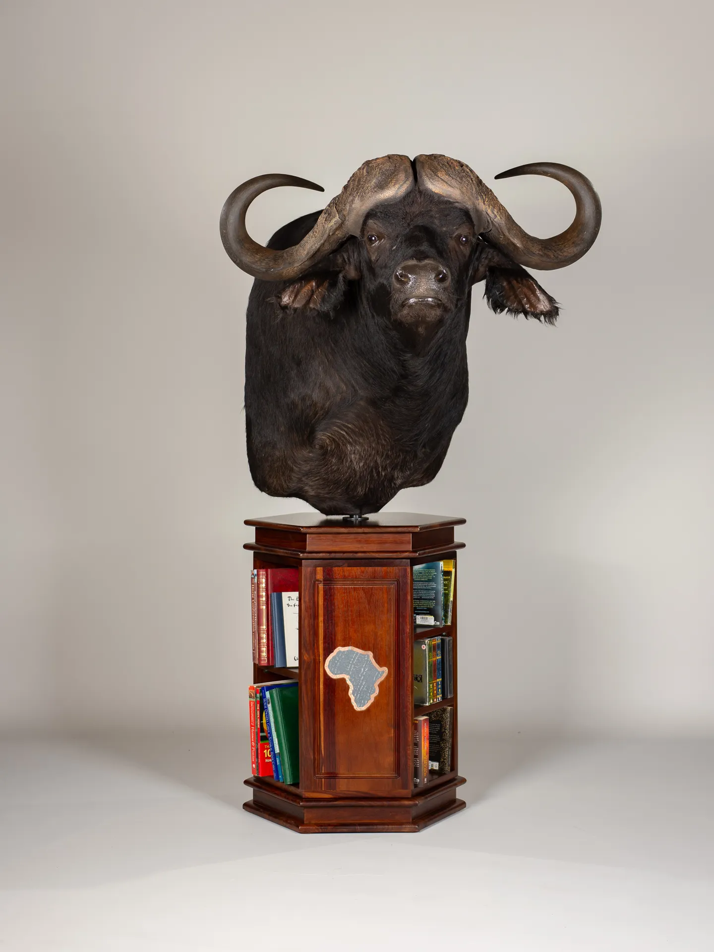 Buffalo Pedestal Bookshelf — Highveld Taxidermists