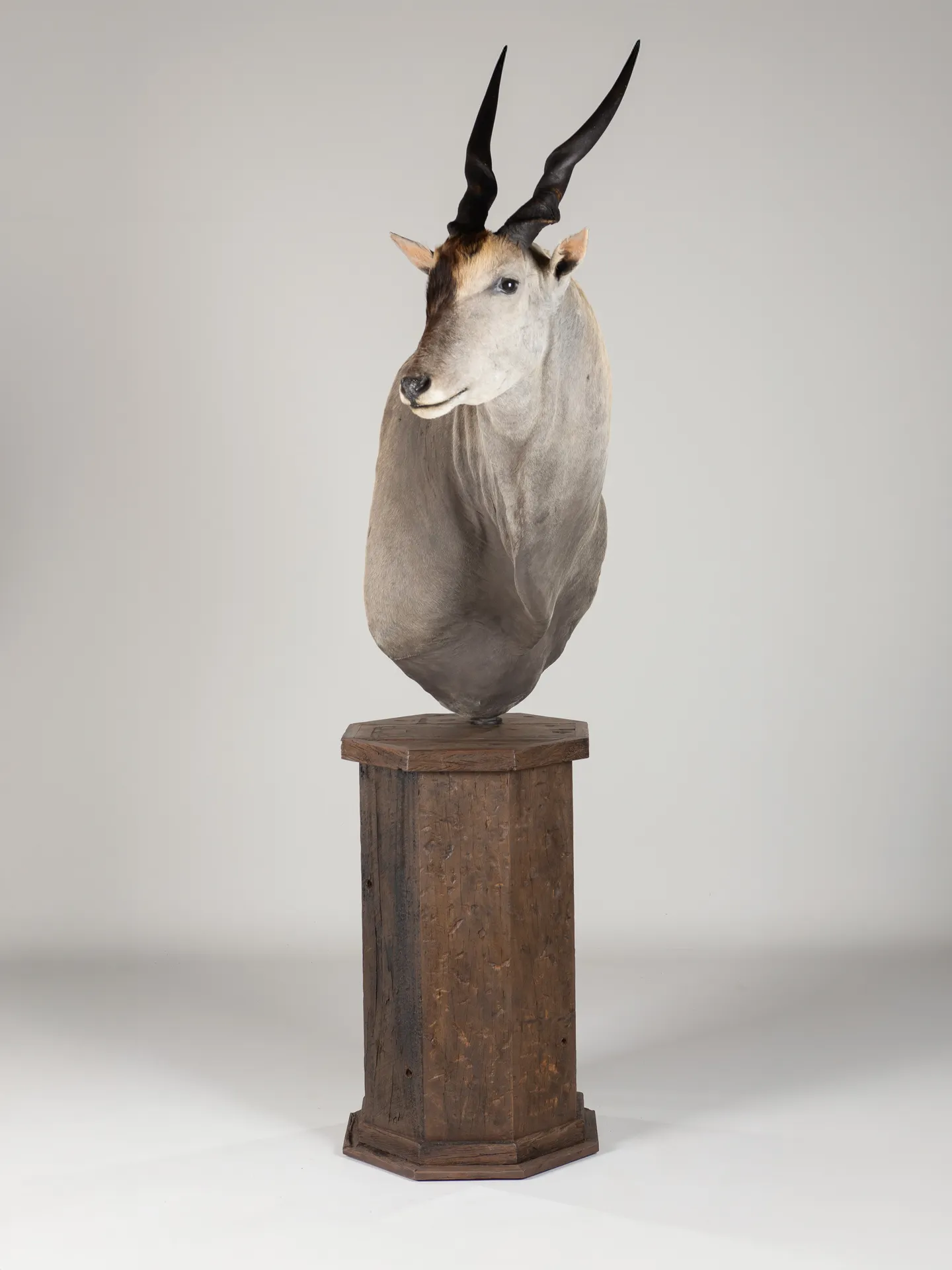 Eland Railwood Pedestal — Highveld Taxidermists