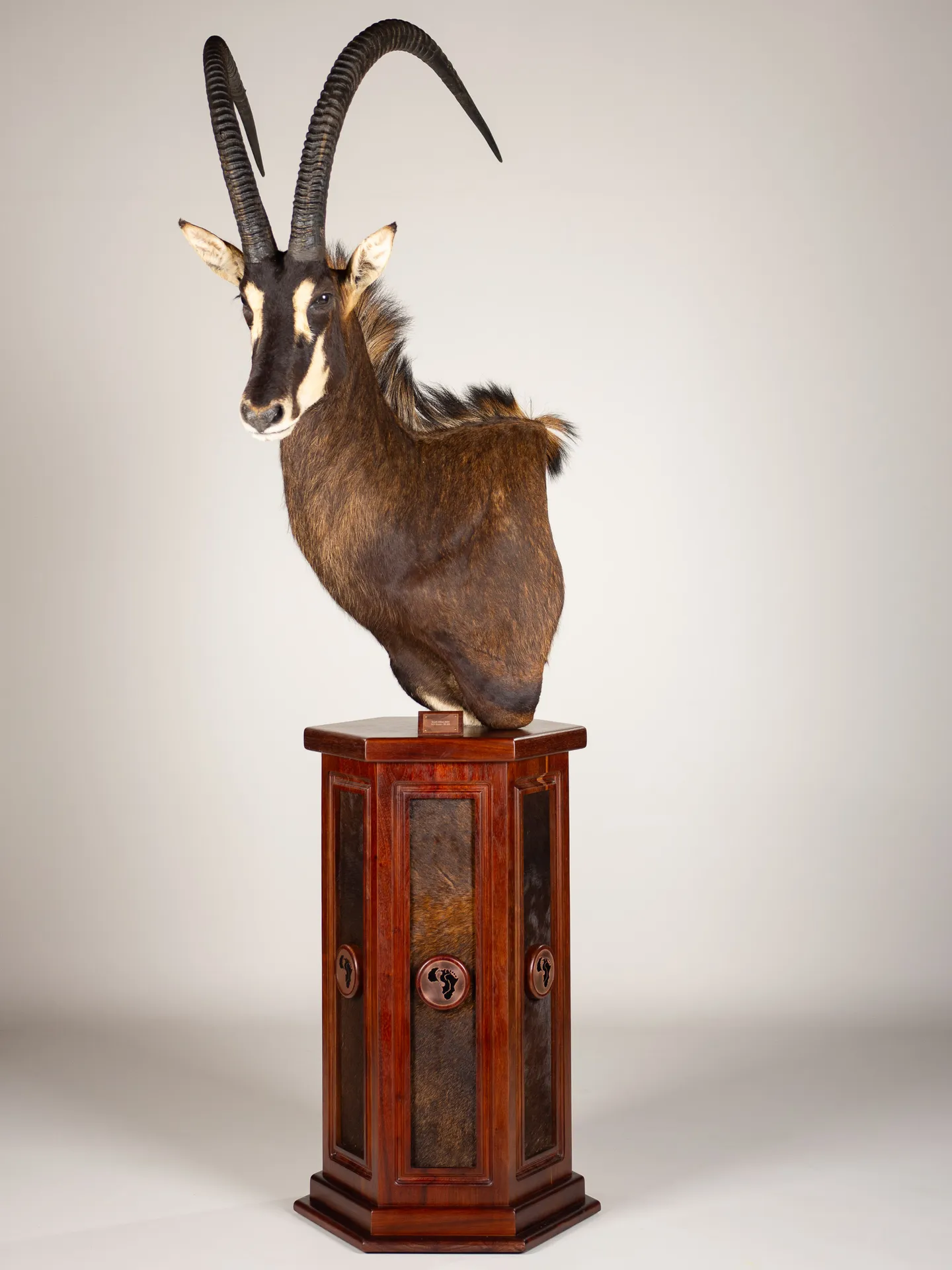 Sable Pedestal — Highveld Taxidermists