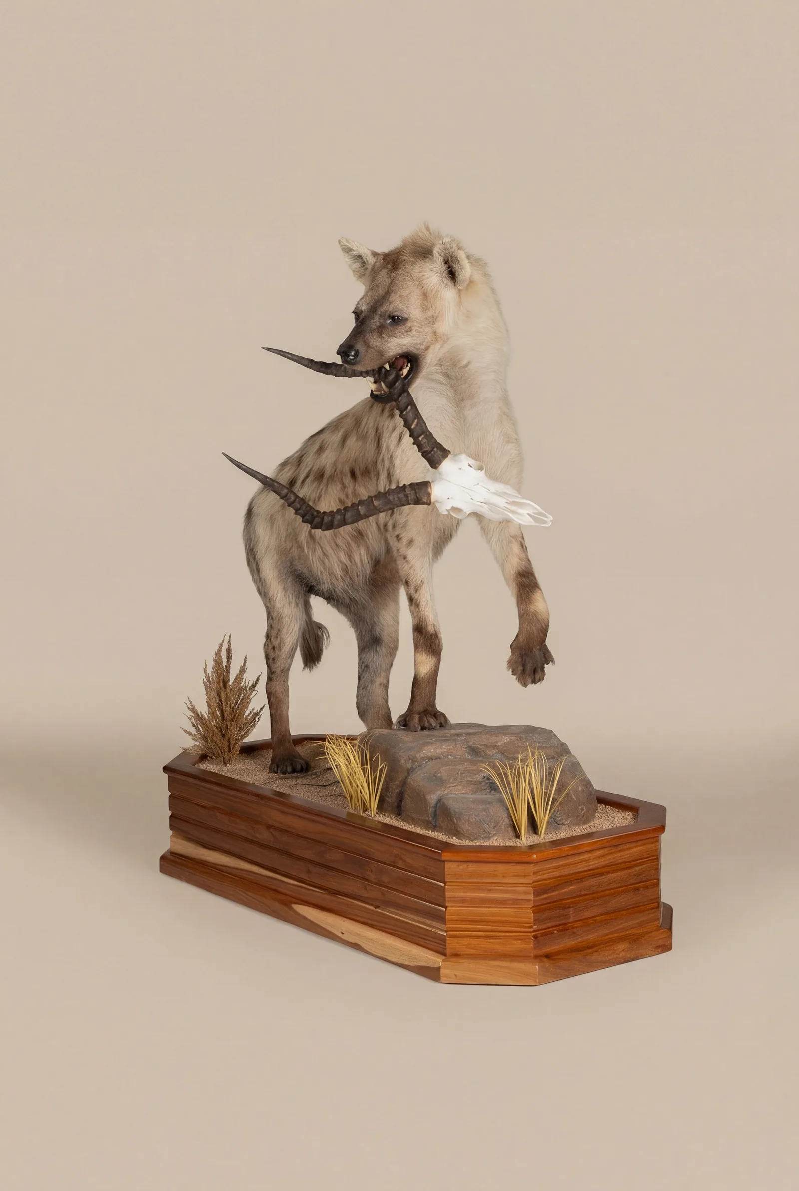 Hyena with Impala Skull — Highveld Taxidermists