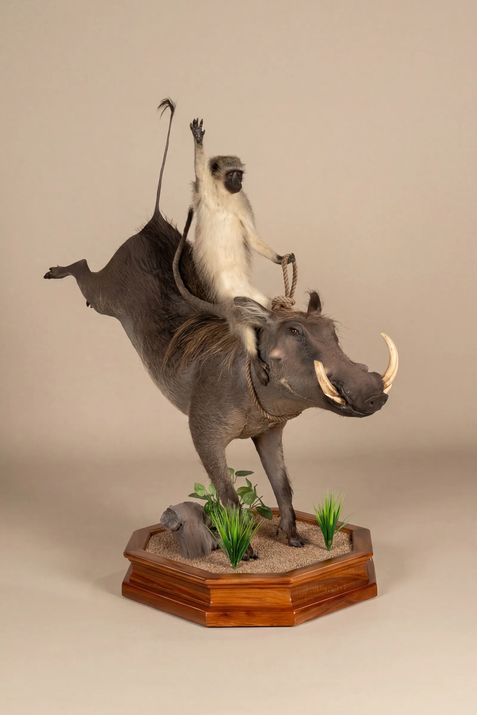 Monkey and Warthog — Highveld Taxidermists