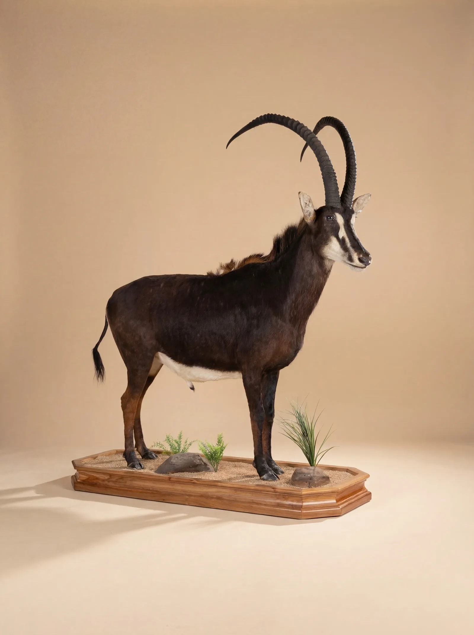 Sable Antelope Full Mount — Highveld Taxidermists