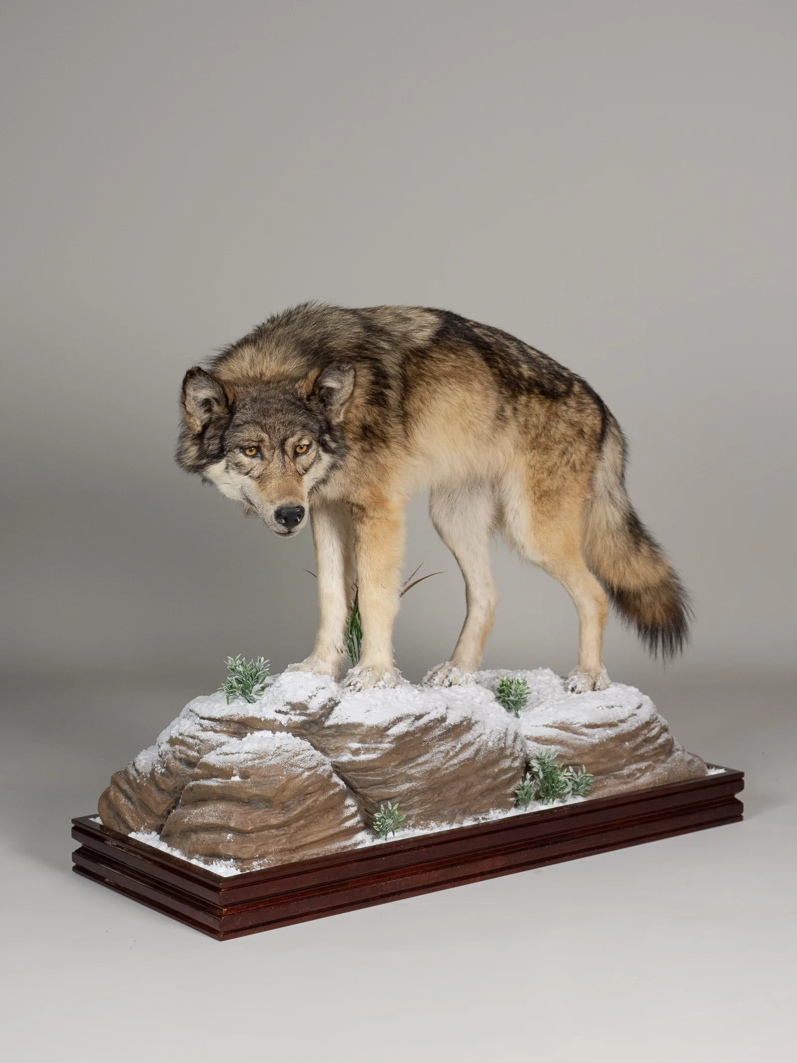 Wolf in Snow — Highveld Taxidermists