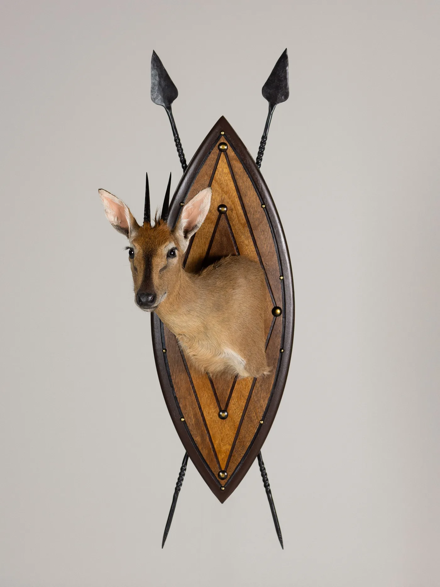Common Duiker on Zulu Shield — Highveld Taxidermists