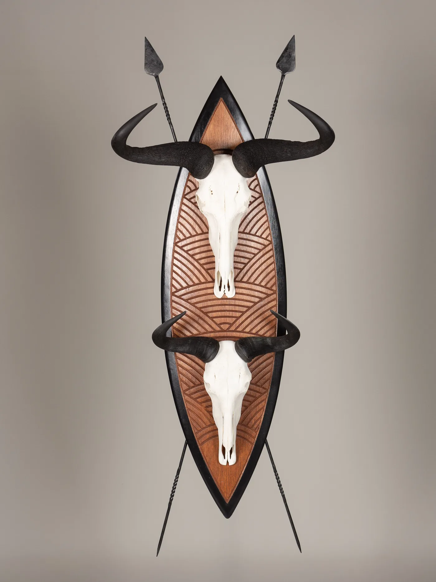 Wildebeest Double Skull on Zulu Shield — Highveld Taxidermists